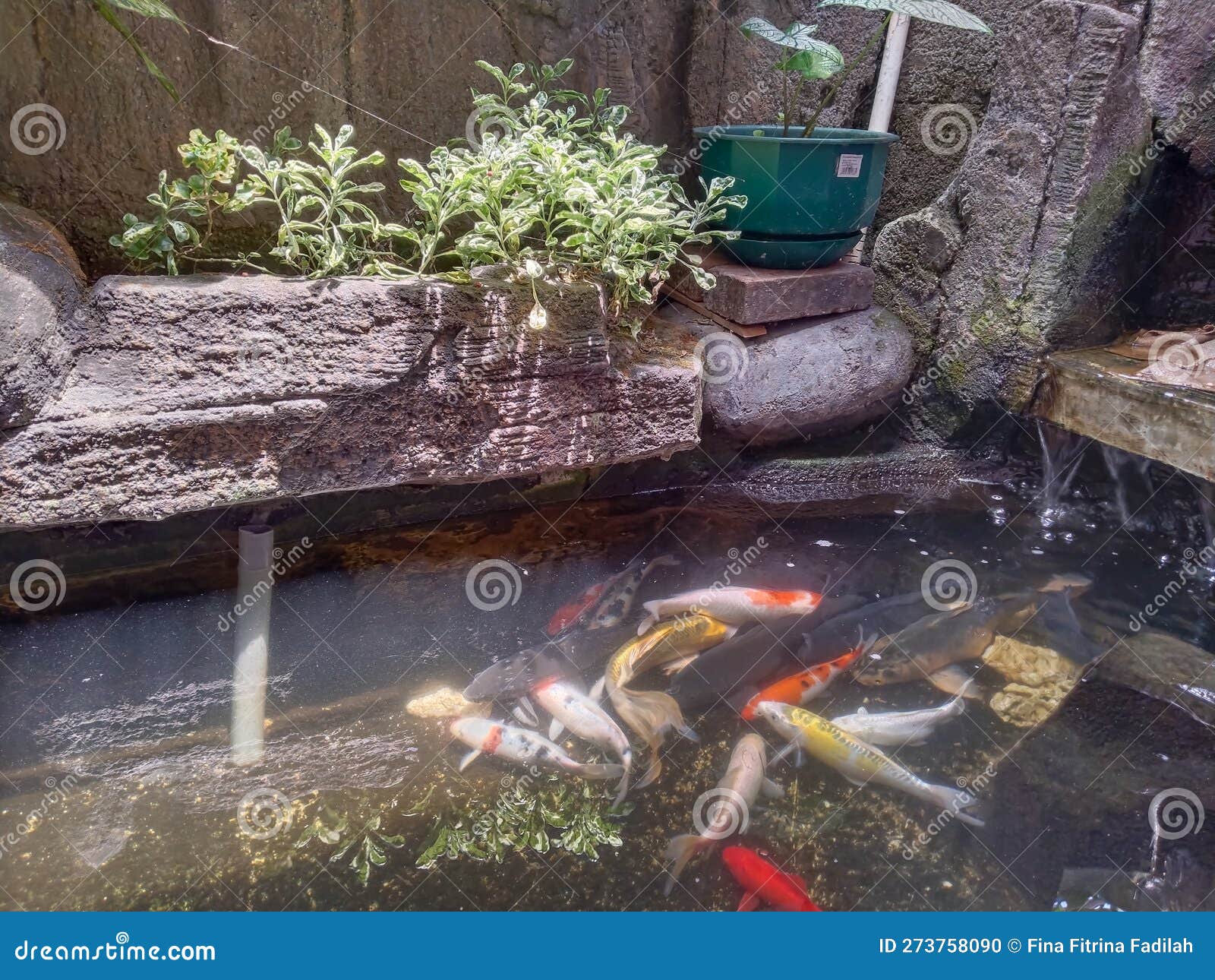 Many Fish in the Pond are Exposed To Sunlight Stock Photo Image of