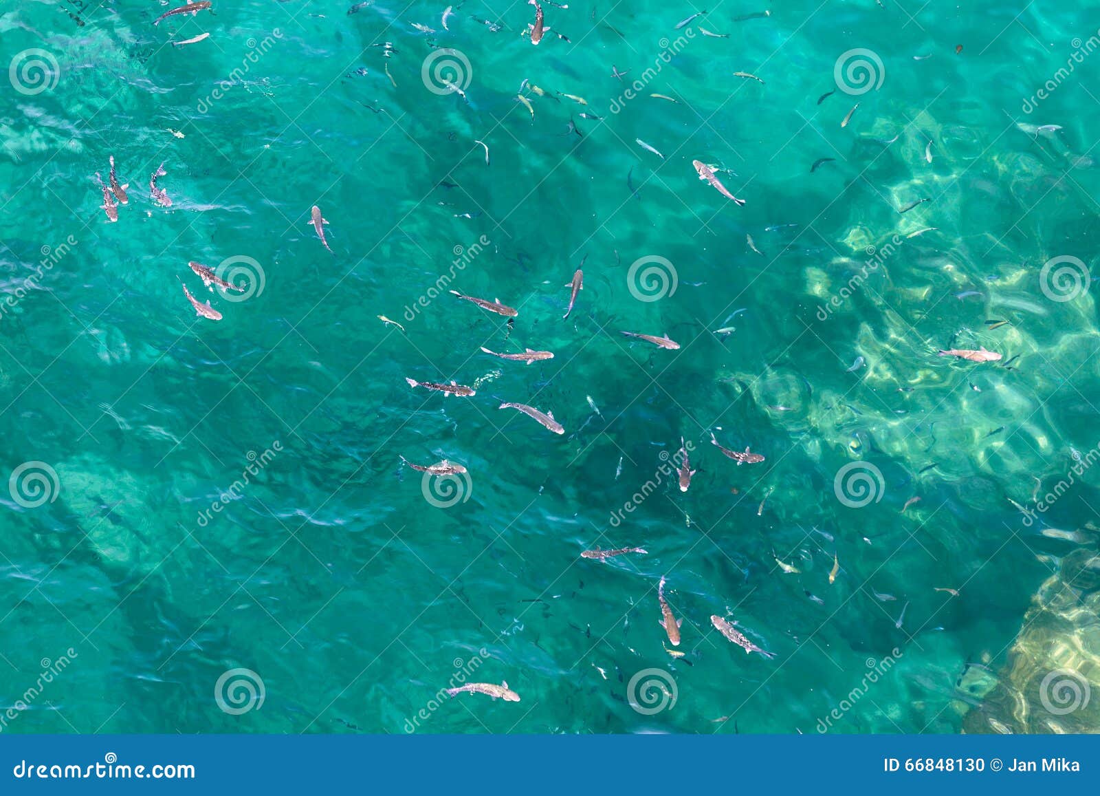 many fish on the surface of the alboran sea in the strait of gibraltar