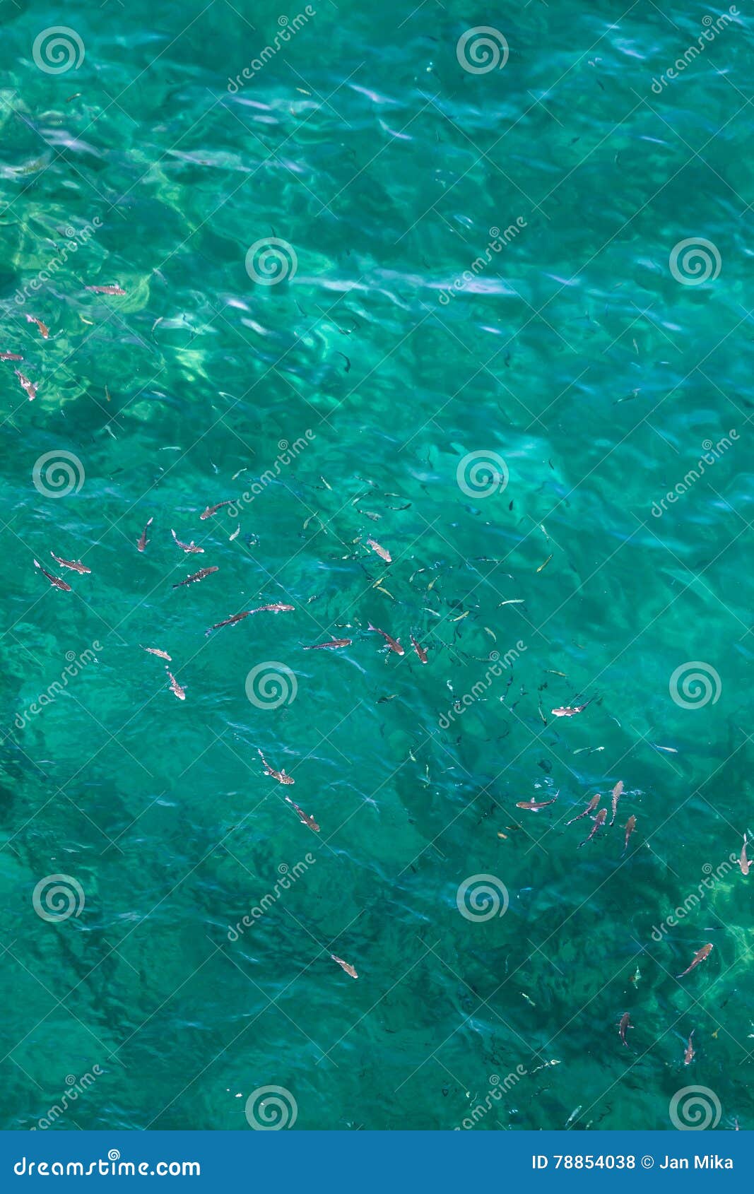 many fish on the surface of the alboran sea in the strait of gibraltar