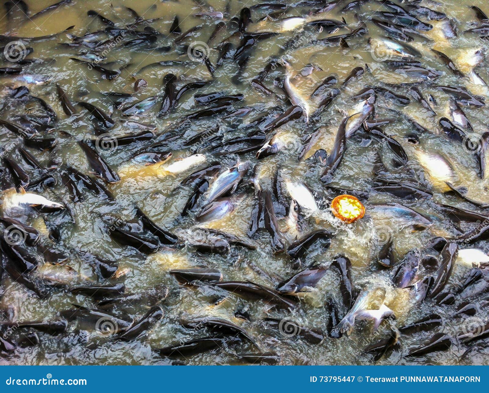 Many Fishes are Hunting Food in the River Stock Image - Image of