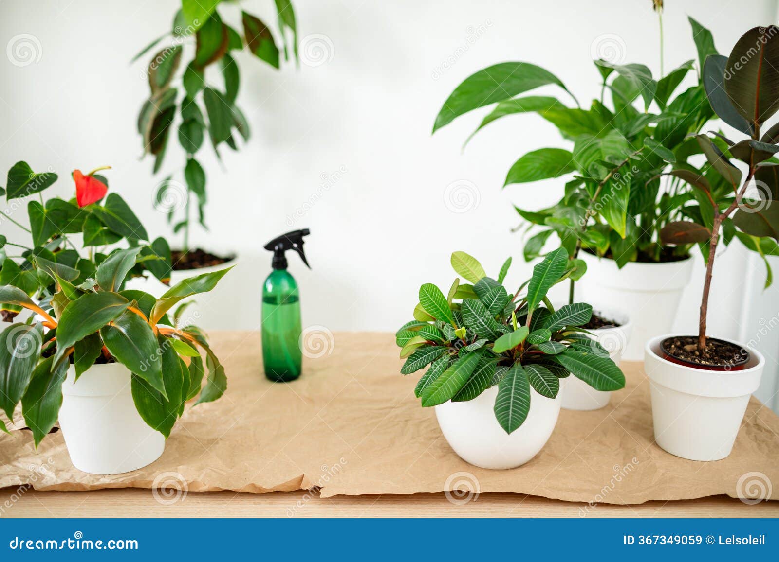 many flower pots on tables in a bright kitchen, plant care and repotting process