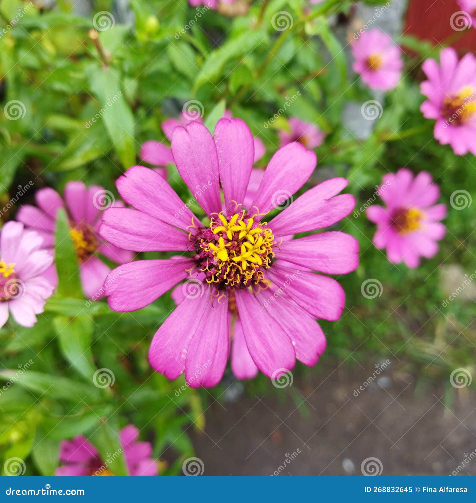 Many Flowers Bloom in the Garden after the Rain Stock Image Image of rain, blossom 268832645