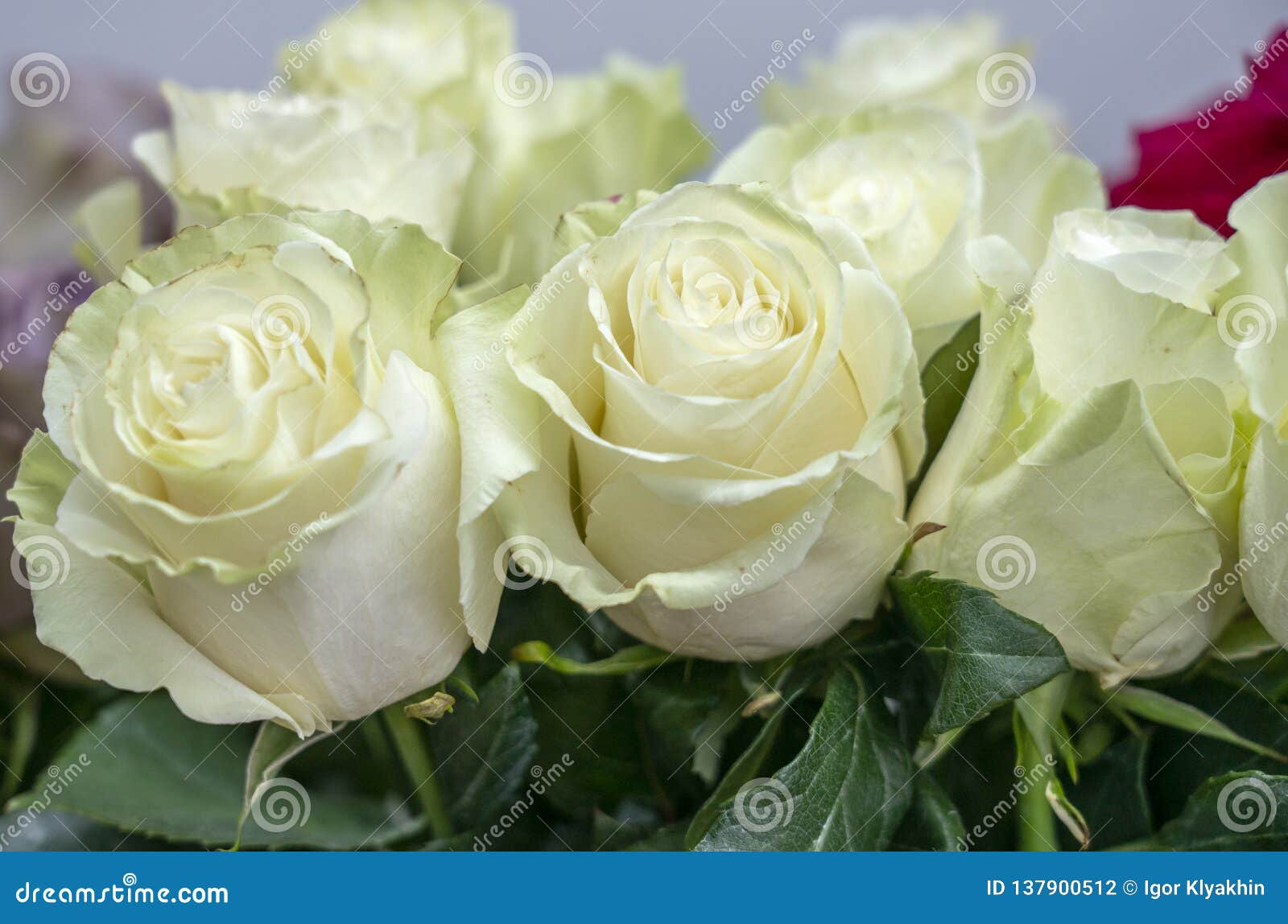 Many a Gentle Flower White Rose Closeup Stock Photo Image of blossom