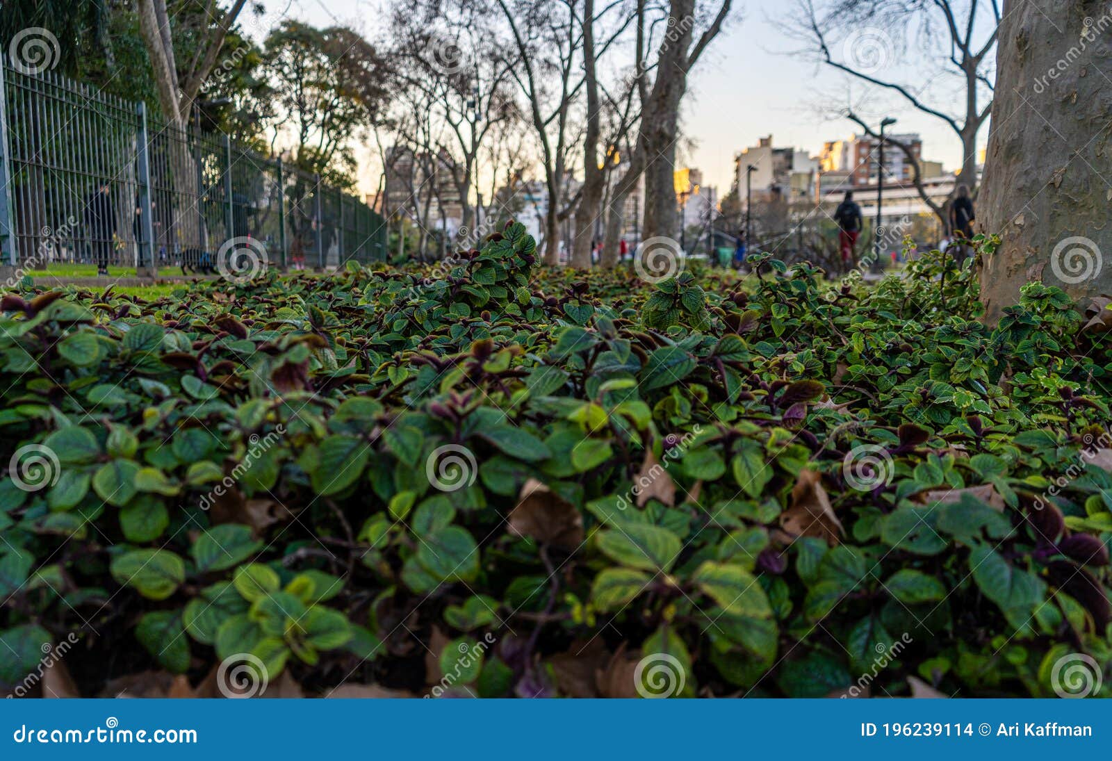 many green bushes in an area of the centenario park,