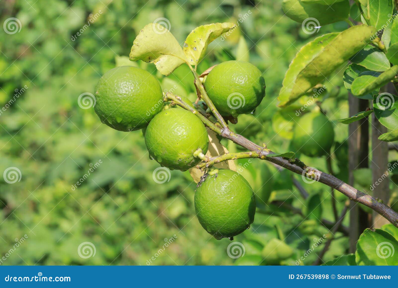 Many Green Lemons,Lime on the Tree,selected Focus,blur,Soft Focus