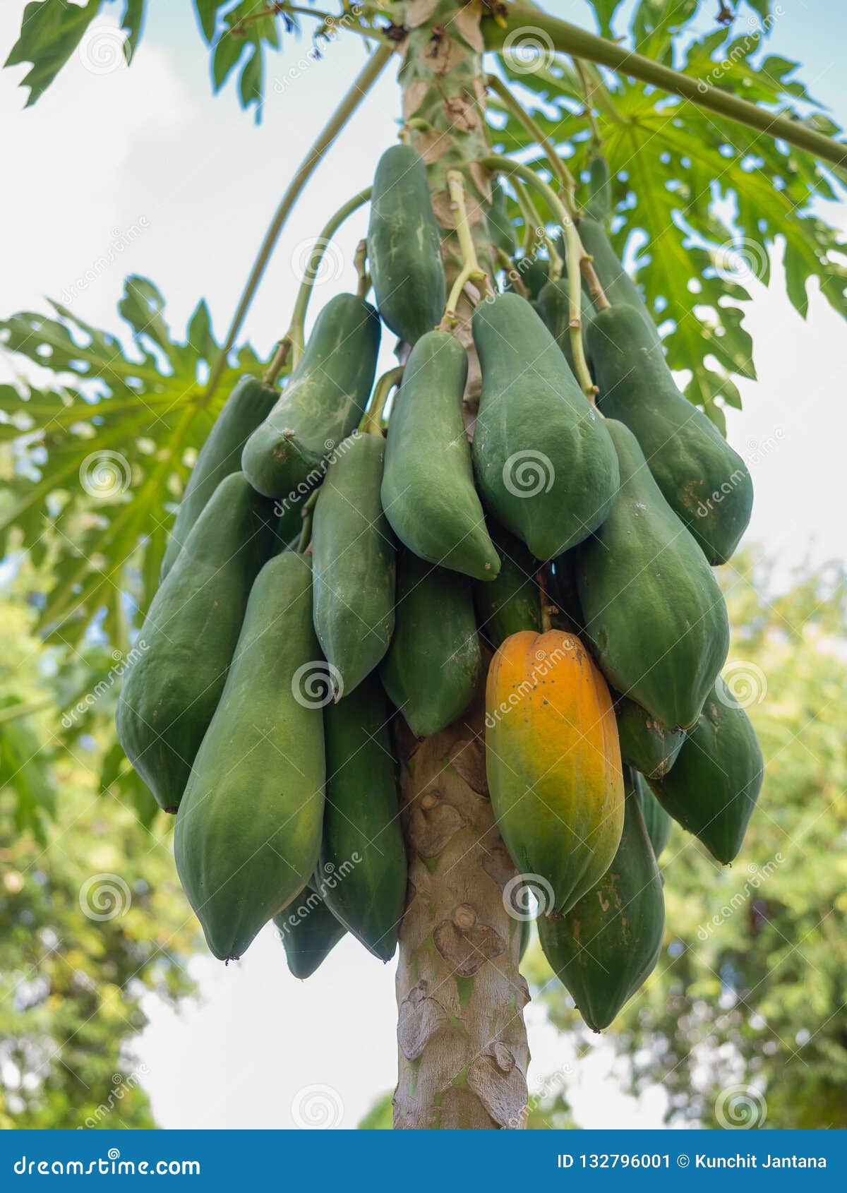 Many Green Papayas on Tree. Stock Image Image of health, healthy