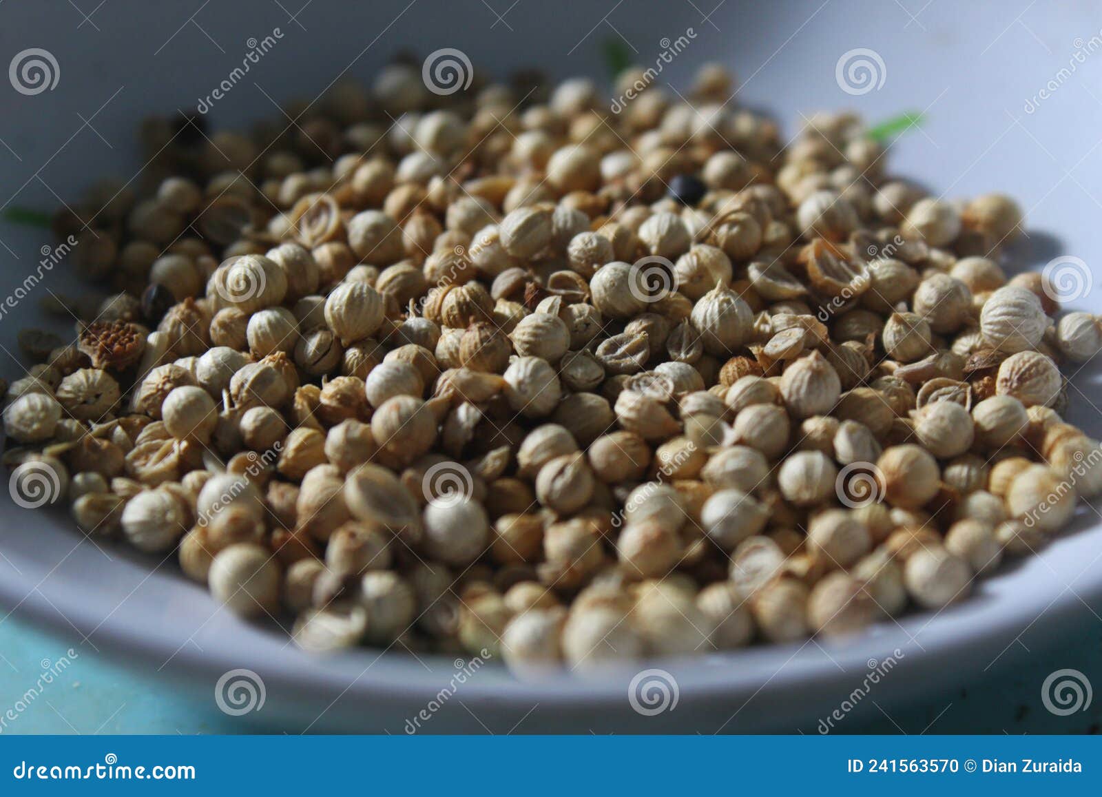 Many groups of coriander stock photo. Image of aromatic 241563570