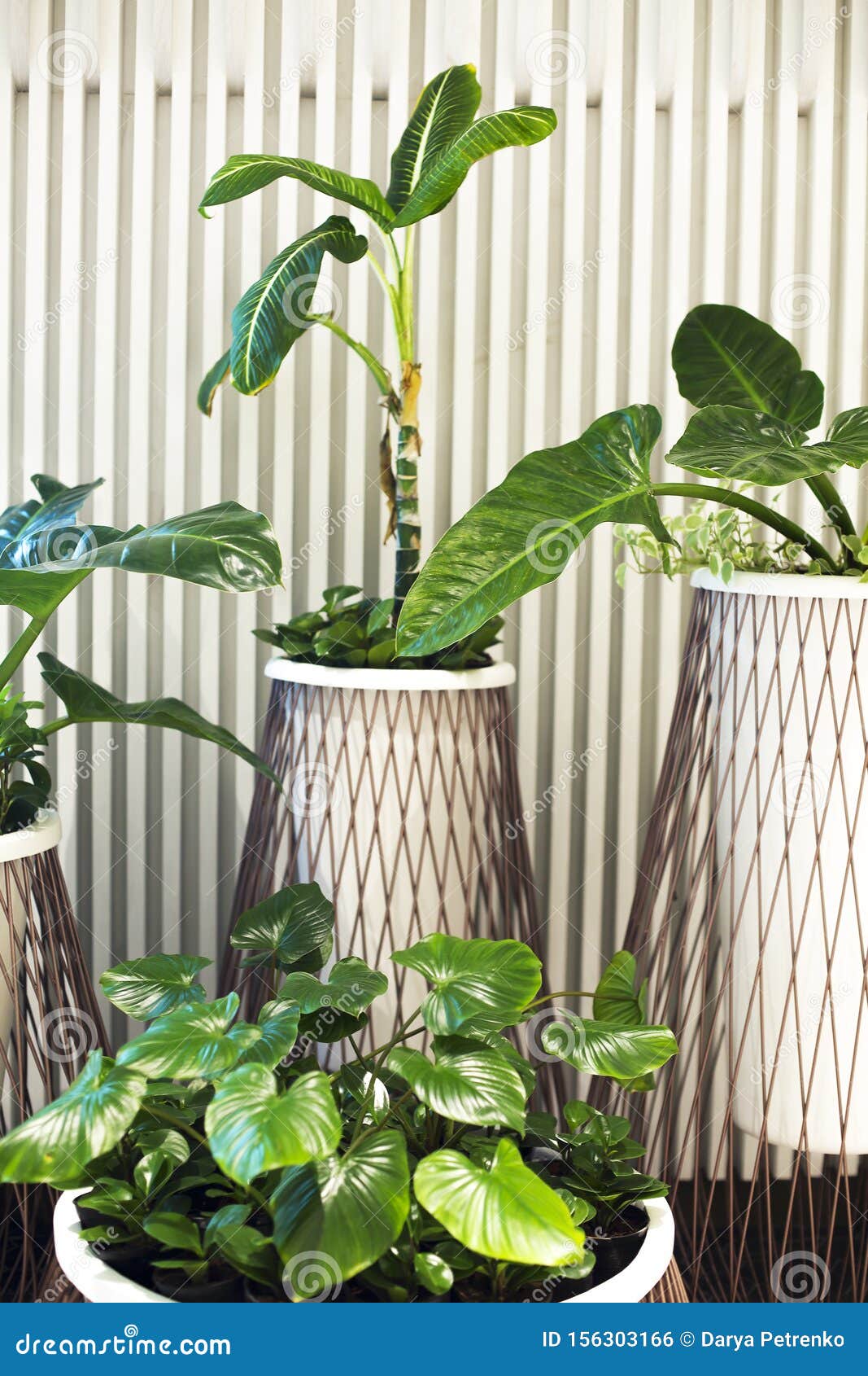 Many House Plants in Pots in the White Background Stock Photo Image