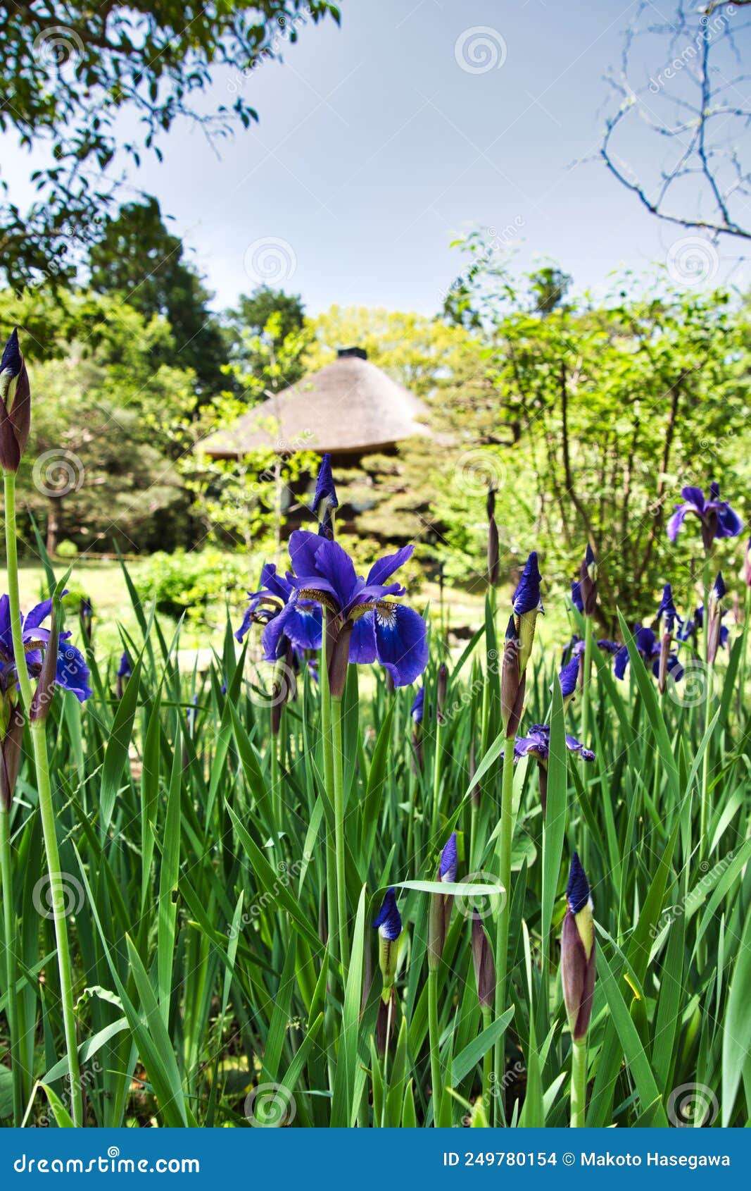 Many Irises Blooming in the Marsh. Nara Japan Stock Photo - Image of ...