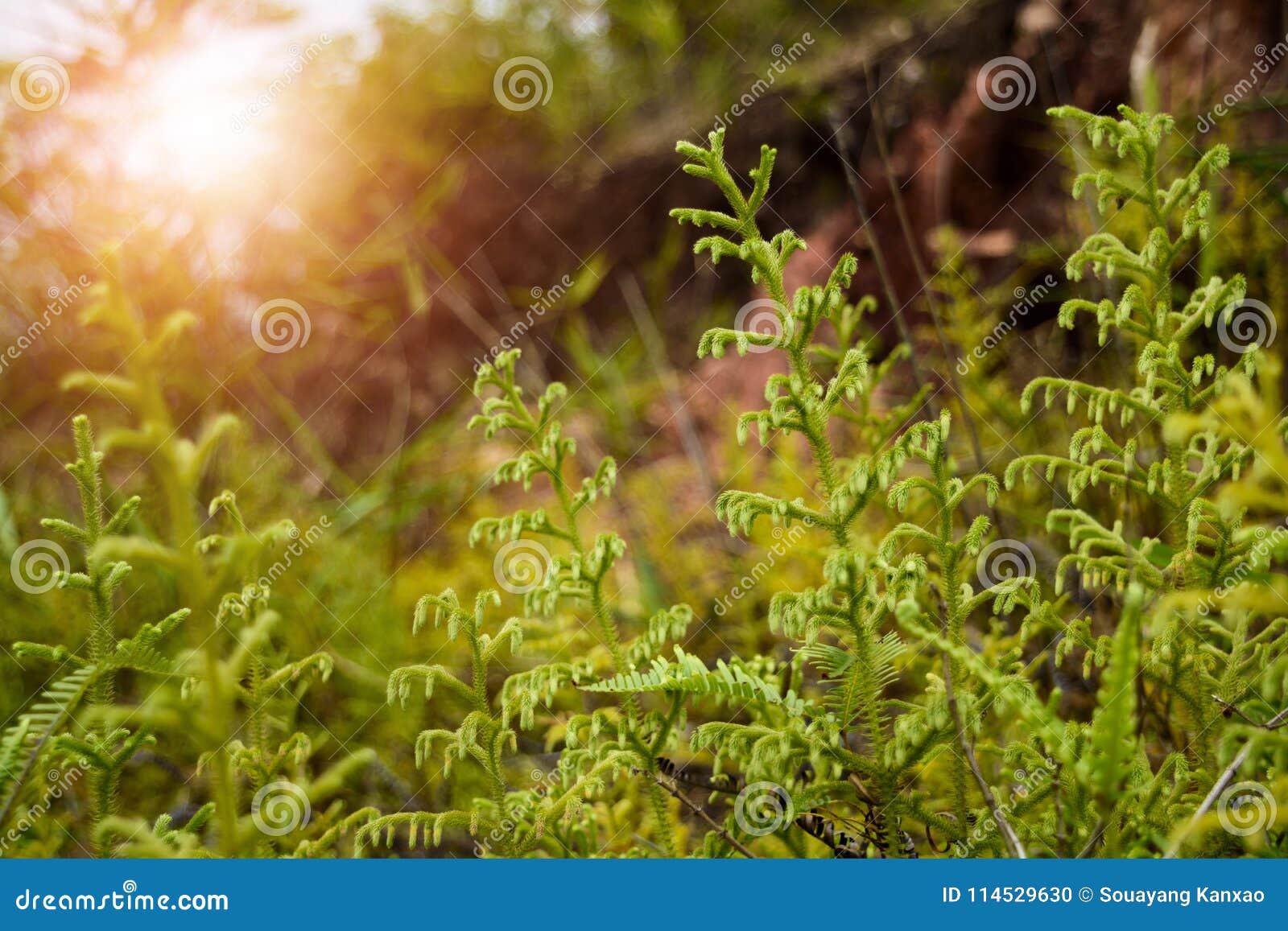 Beautiful Fern on the Jungle in Asia Stock Photo - Image of growth ...