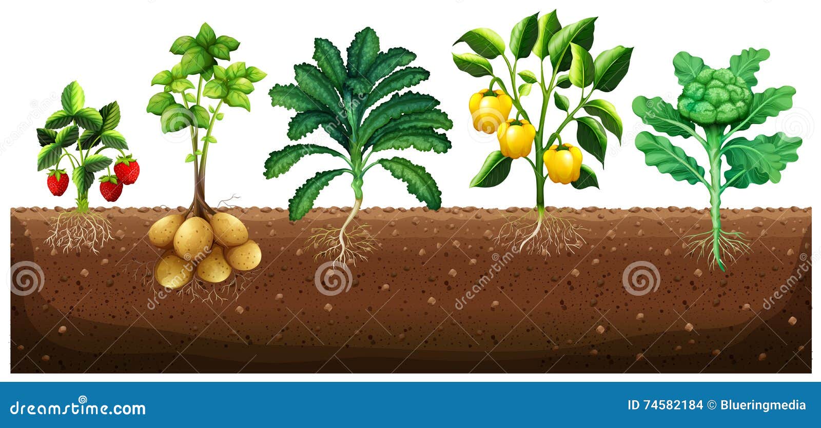 Many Kinds of Vegetables Planting on Ground Stock Vector Illustration