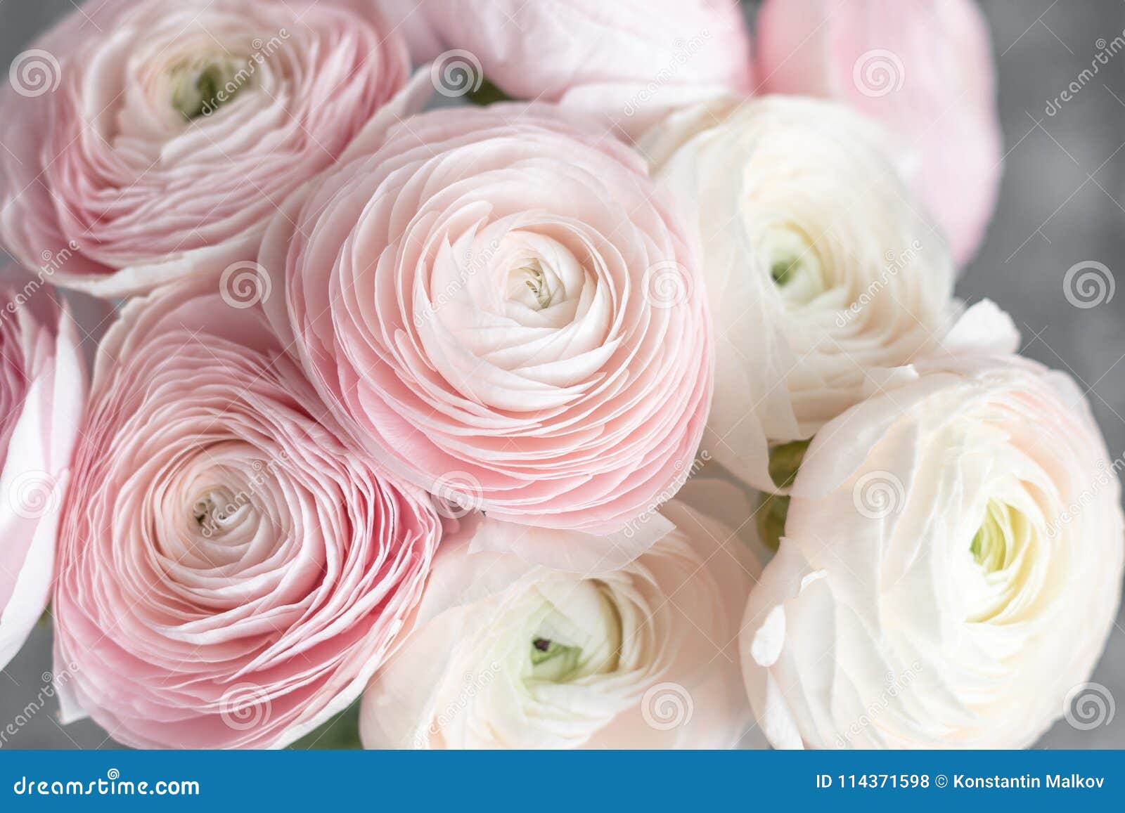 7,567 Pale Pink Wallpaper Stock Photos - Free & Royalty-Free Stock Photos  from Dreamstime