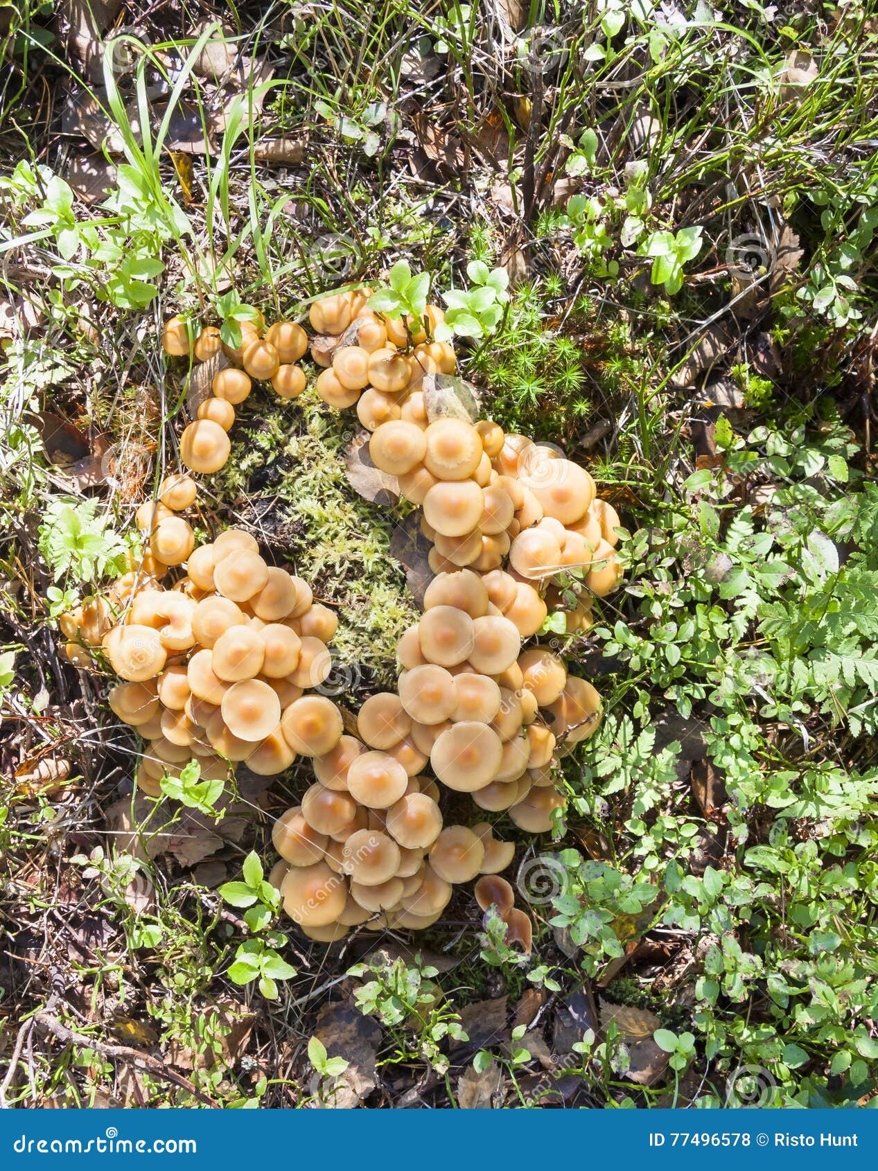Many Light Brown Mushrooms in a Bundle Stock Photo Image of brown