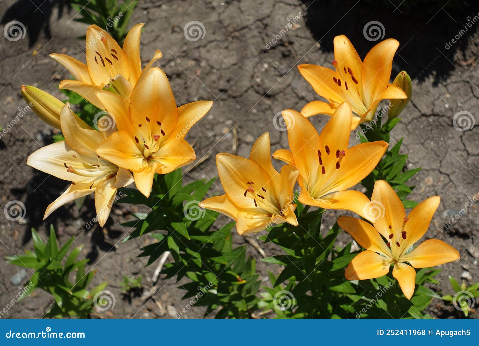 Many Light Orange Flowers of Lilies Stock Photo Image of garden