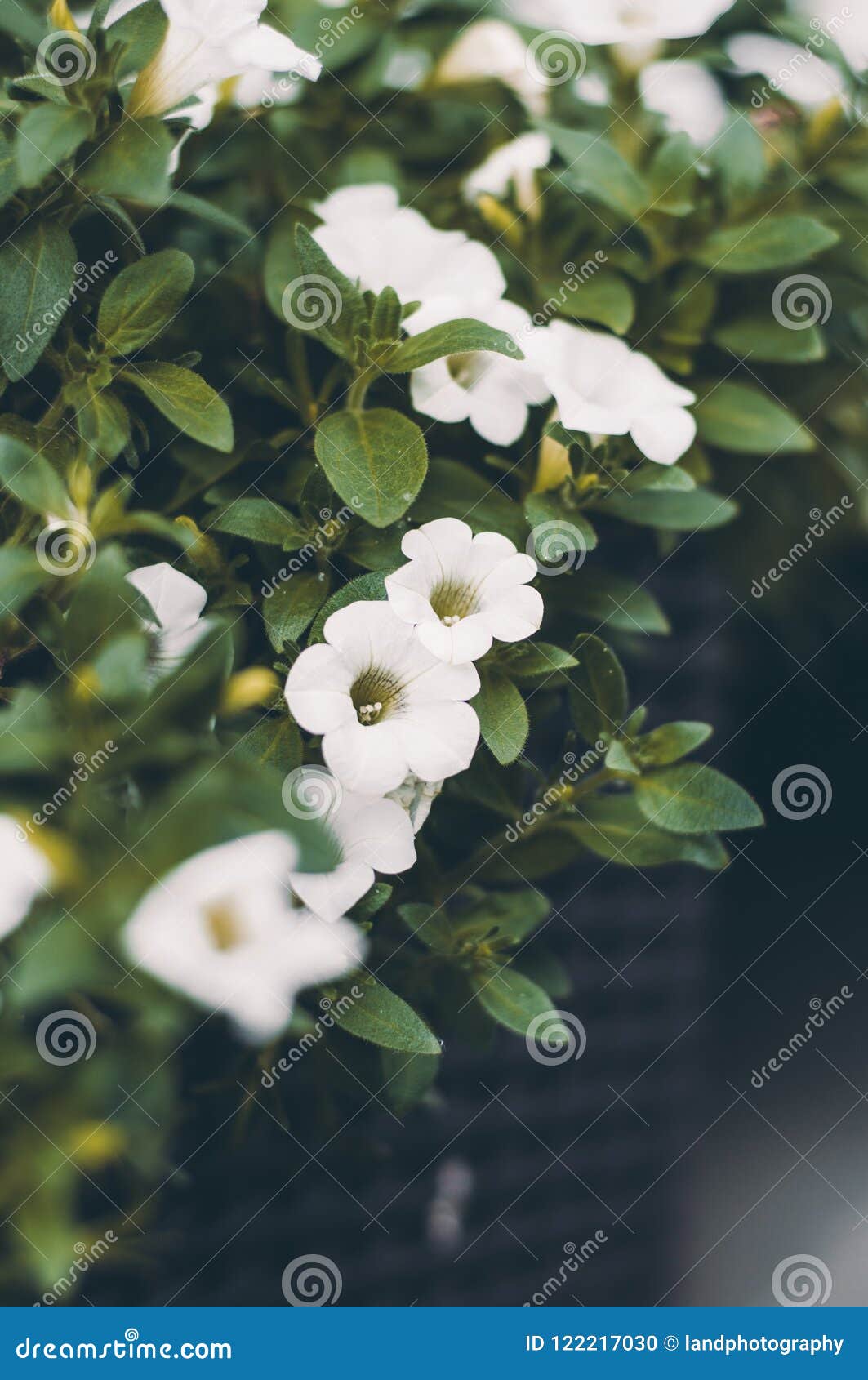Fiori Bianchi Da Balcone.Many Little White Flowers In The Box On Balcony Stock Photo