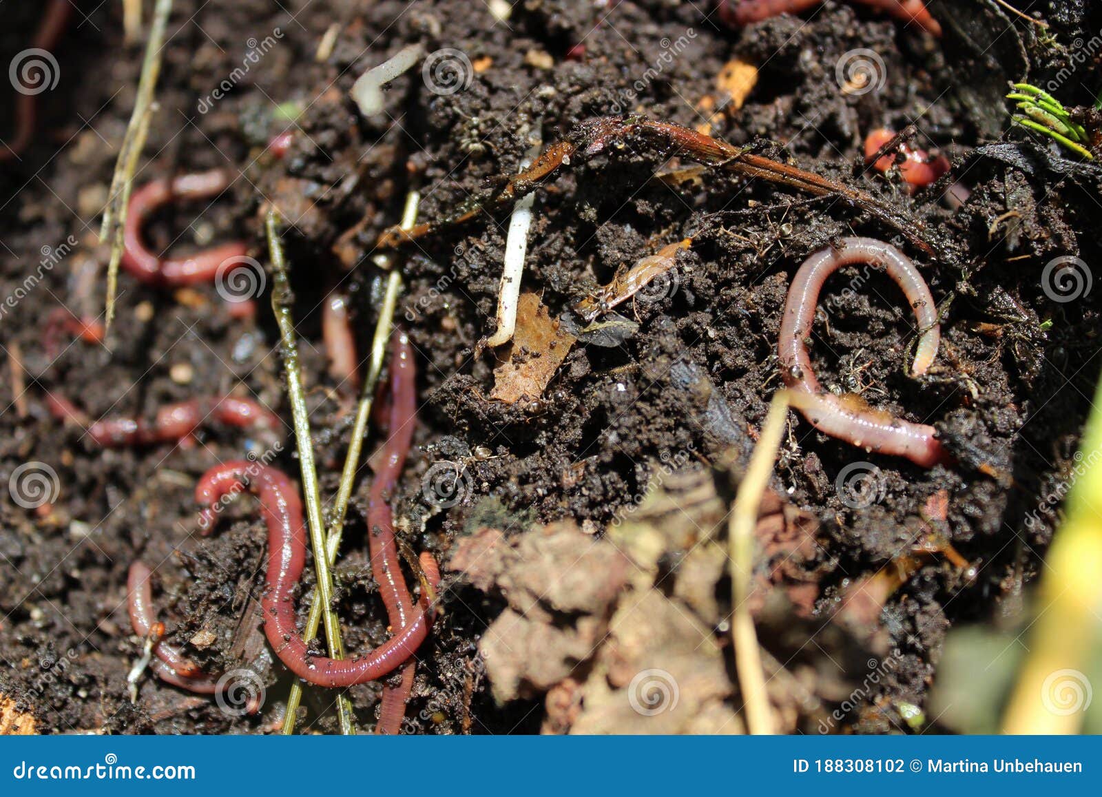 Many Little Worms in Compost Stock Photo Image of natural, worms