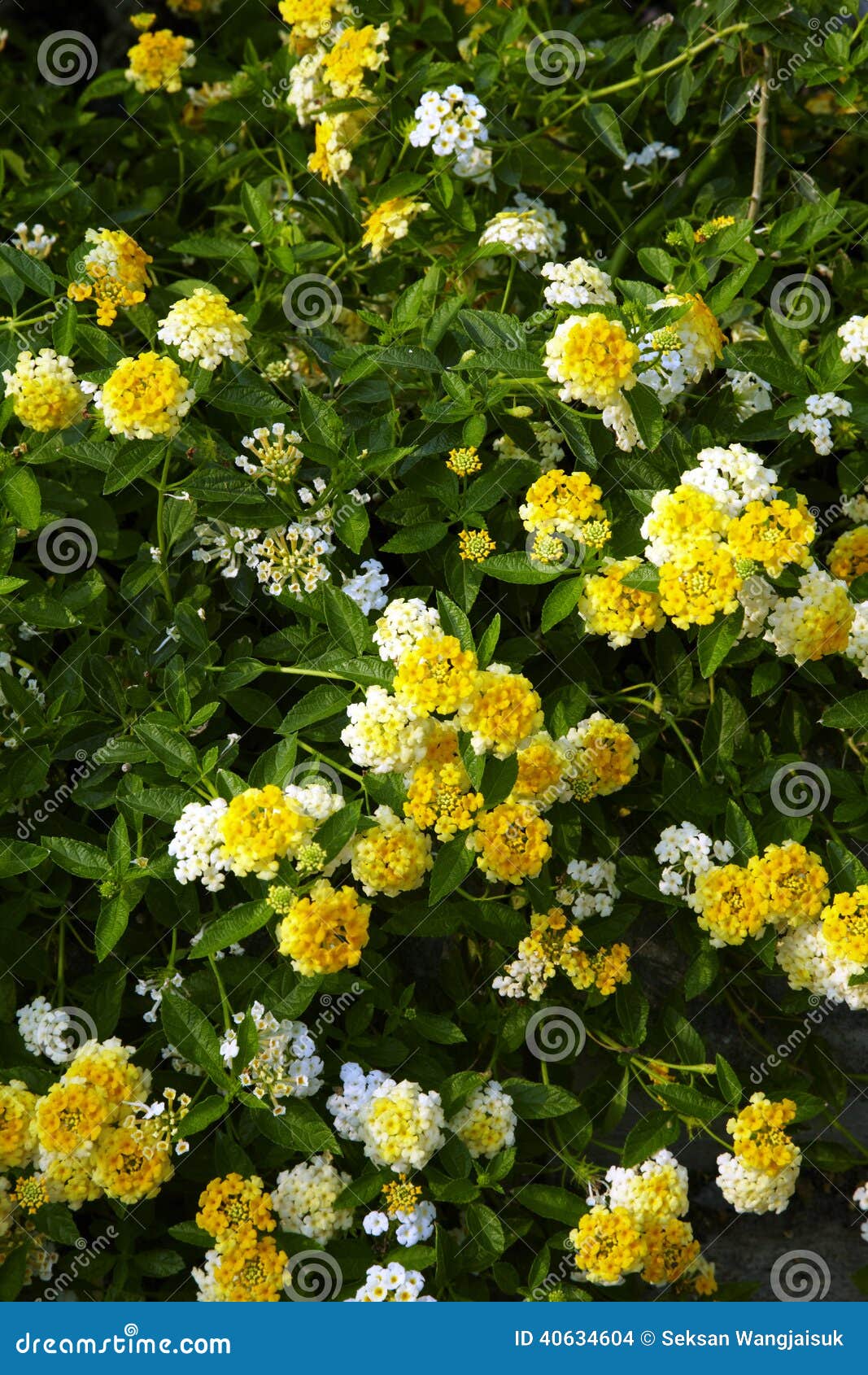 Many little yellow flower stock photo. Image of background 40634604