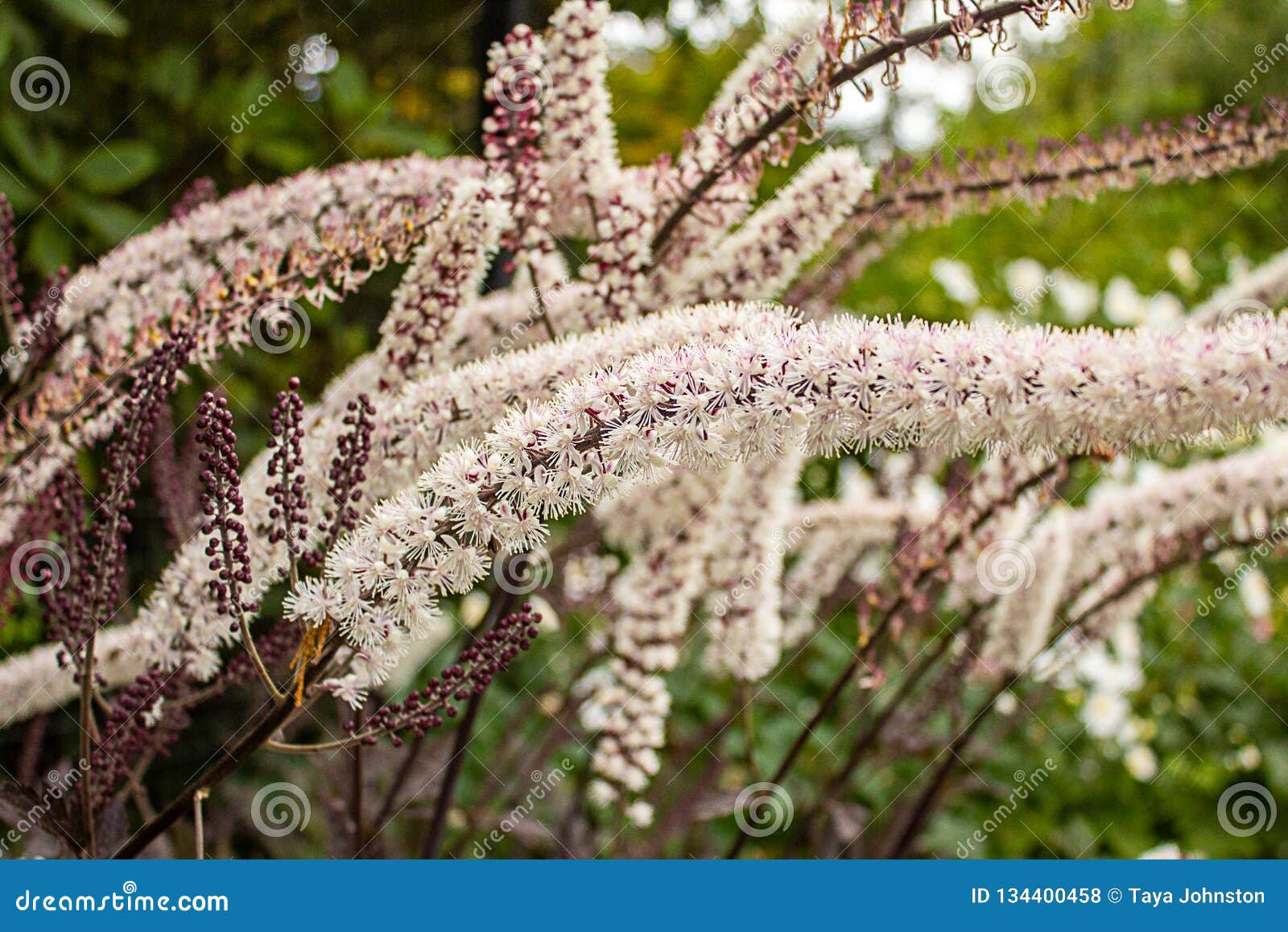 Long White Fluffy Flowers with Red Stems Stock Photo Image of black