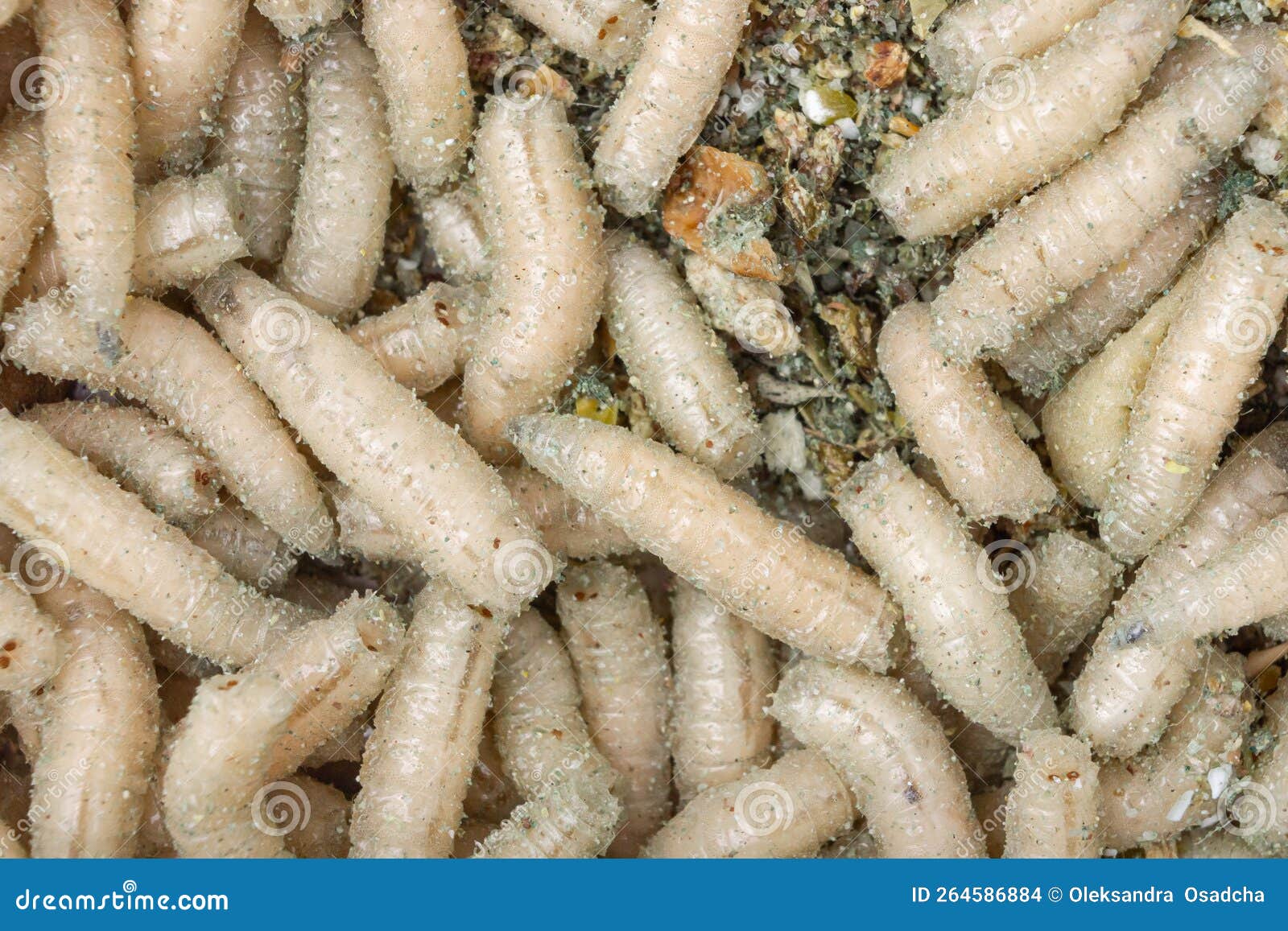 Many Maggots Close-up. Fishing Bait. Maggot Fishing Stock Photo