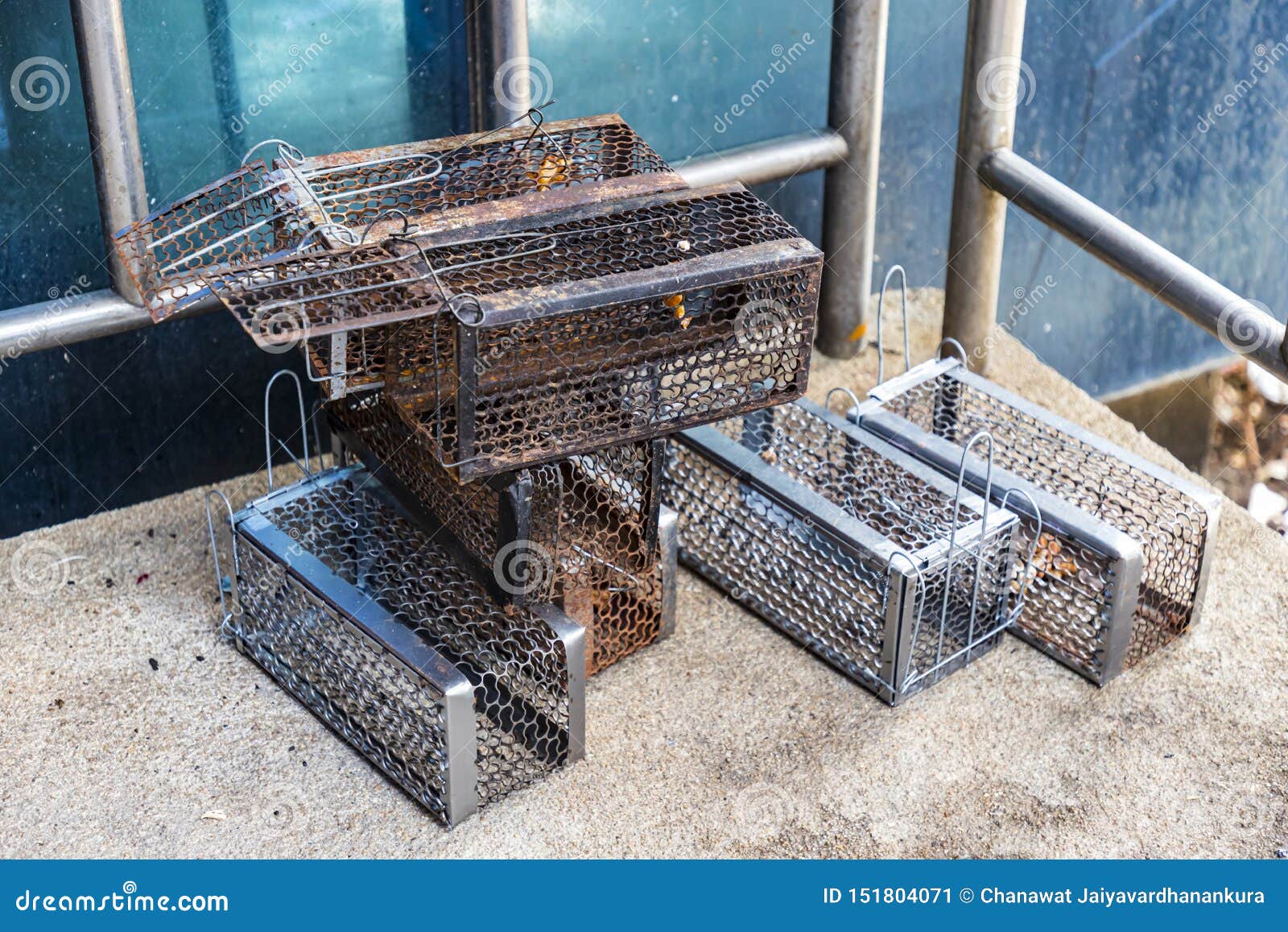 Mouse Live Trap with Captured Mouse, Outdoors Stock Photo - Image of  danger, equipment: 40268316