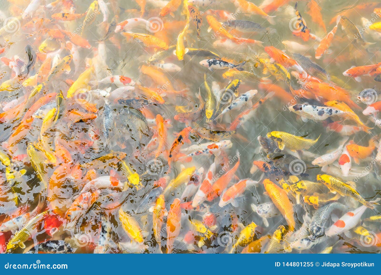 Many Multi Colored Koi Fish Stock Image Image of farm, fish 144801255