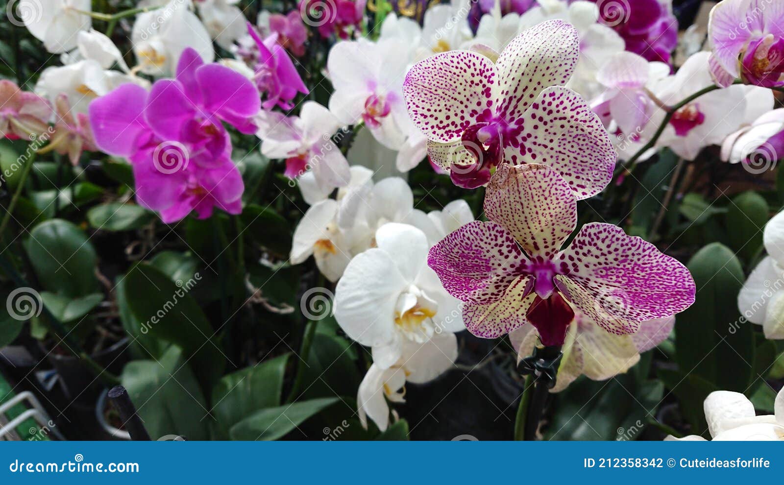Many Multicolored Orchids Stand on the Shelf Stock Photo Image of