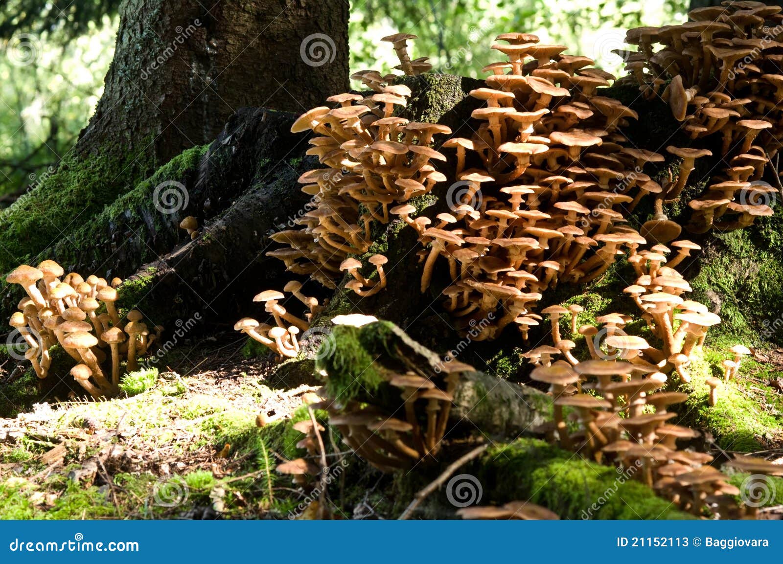 Many Mushrooms in Little Space Stock Image Image of weak, life 21152113
