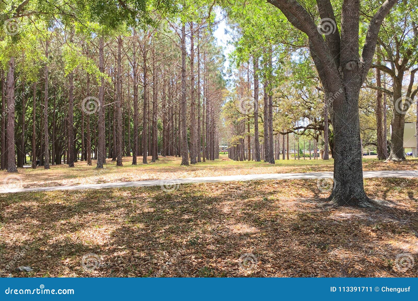 many natural tree stems