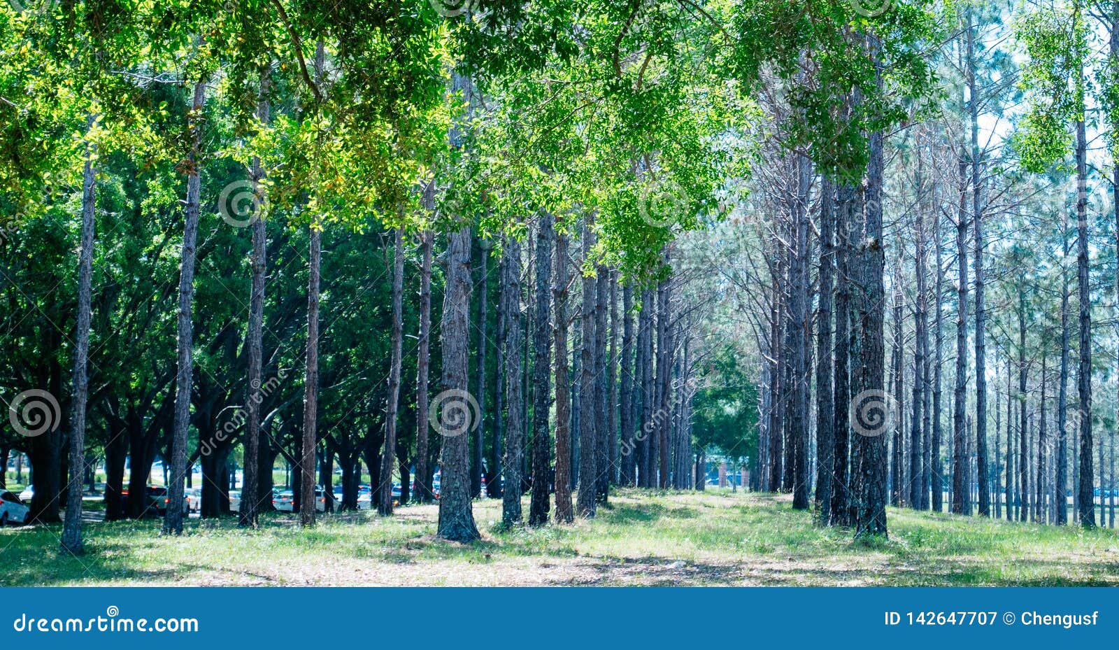 many natural tree stems