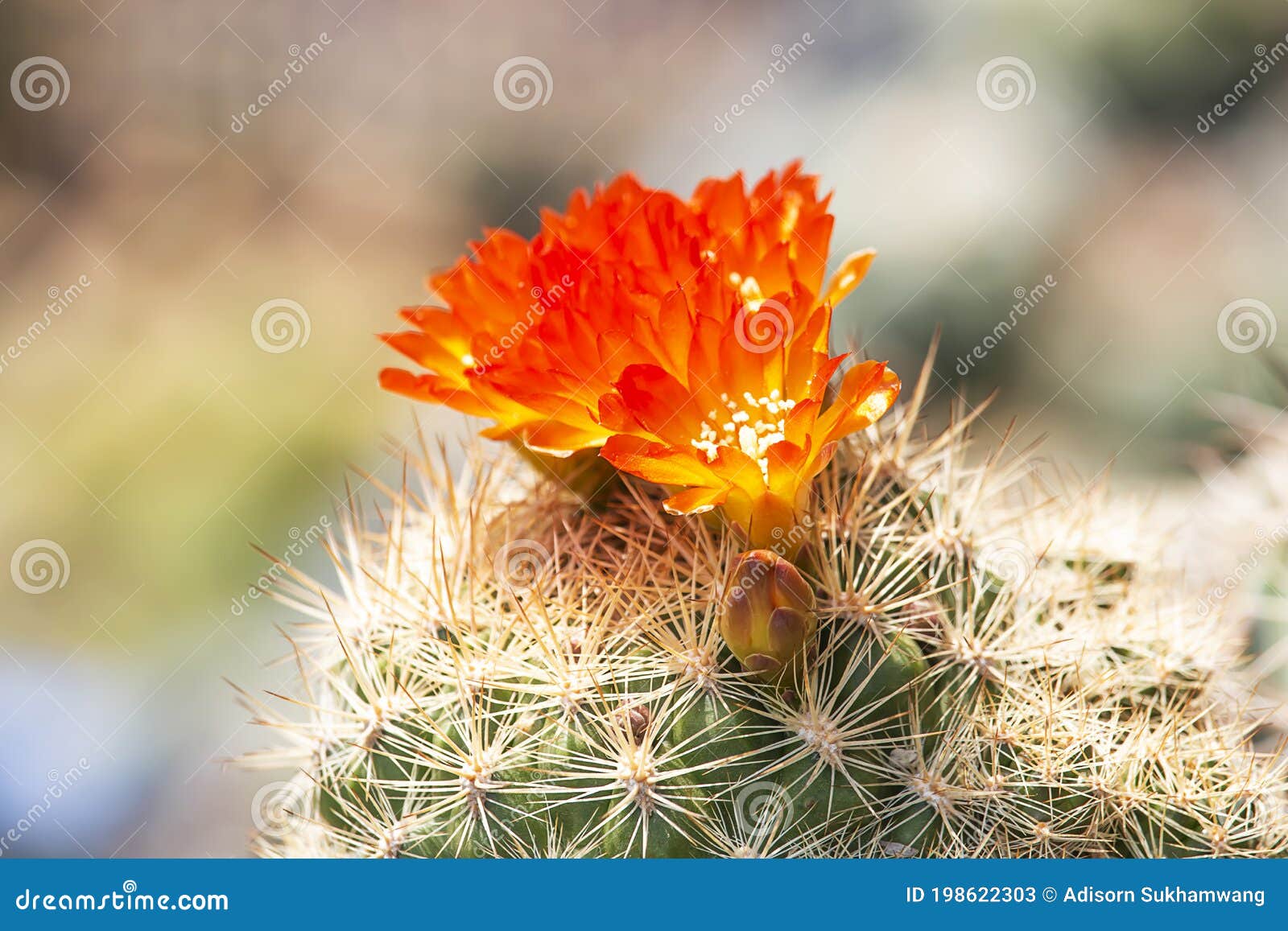 Many Orange Cactus Flowers on the Tree with Spikes Stock Image Image