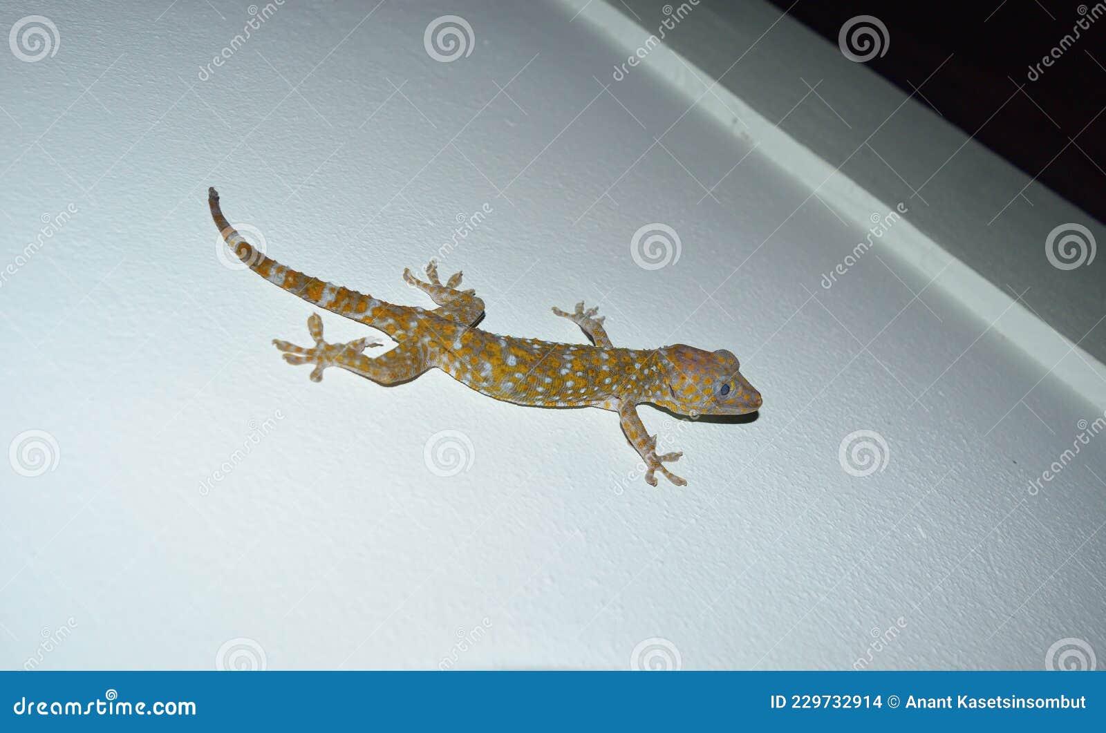 Many Orange Color Dots Spread On Blue Skin Of Gekko Gecko Stock Photo -  Image Of Natural, Conservation: 229732914