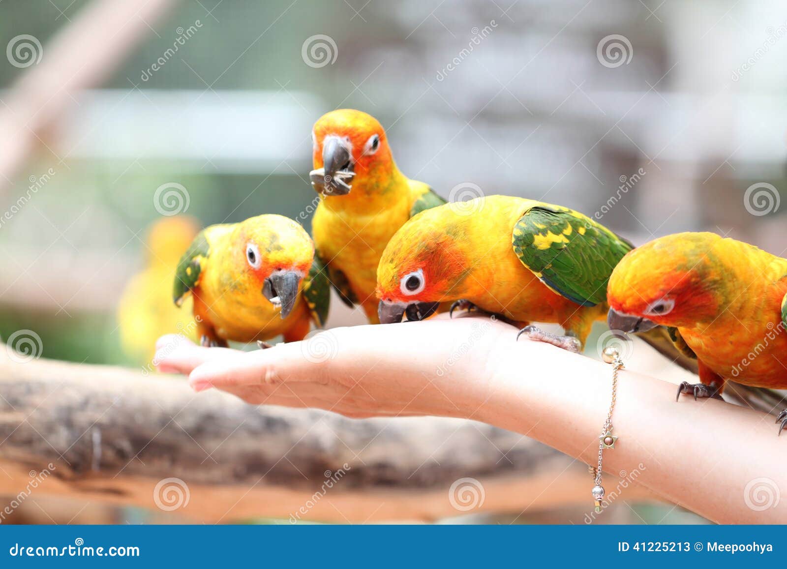 Many of Parrot is Eating Foods. Stock Image Image of wildlife, pets