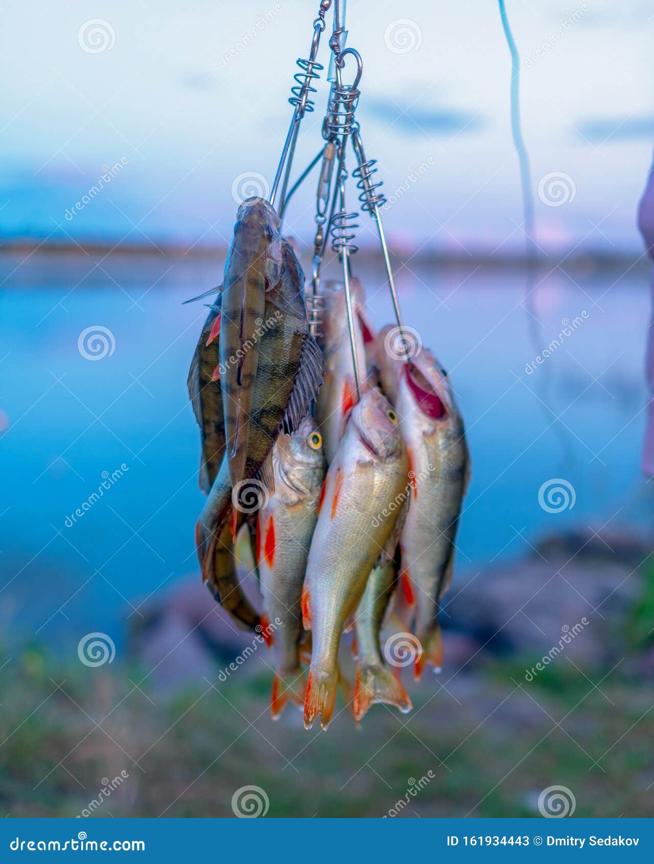 Many Perch Fish Hanging Caught by Angler on Fish Stringer. Stock