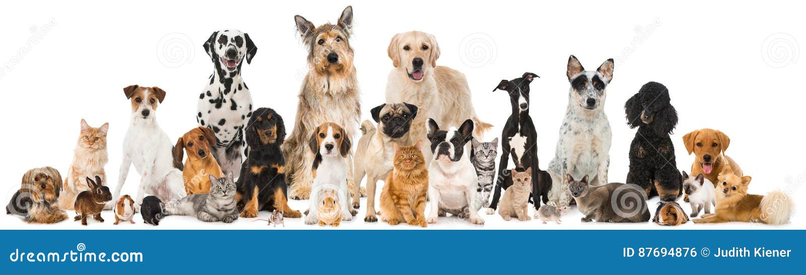 Pets Stock Photos - Royalty Free Pictures