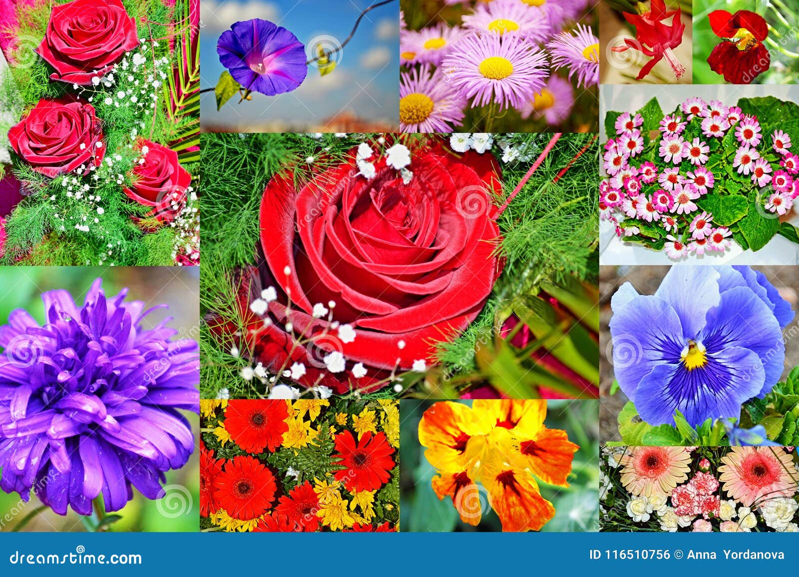 Colorful Flowers Collage Postcard Stock Photo - Image of blue, colors ...