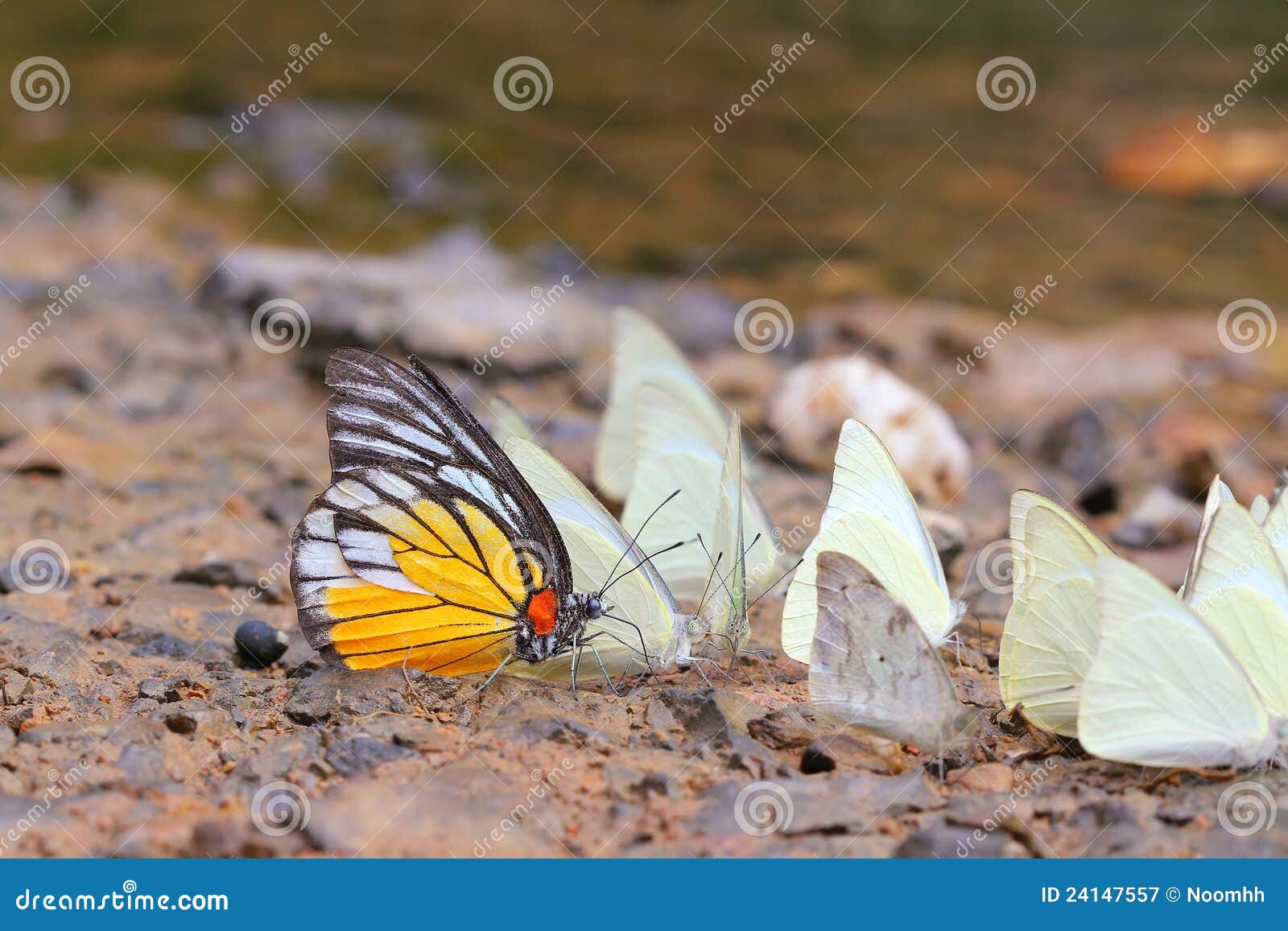 many pieridae butterflies gathering water on floor