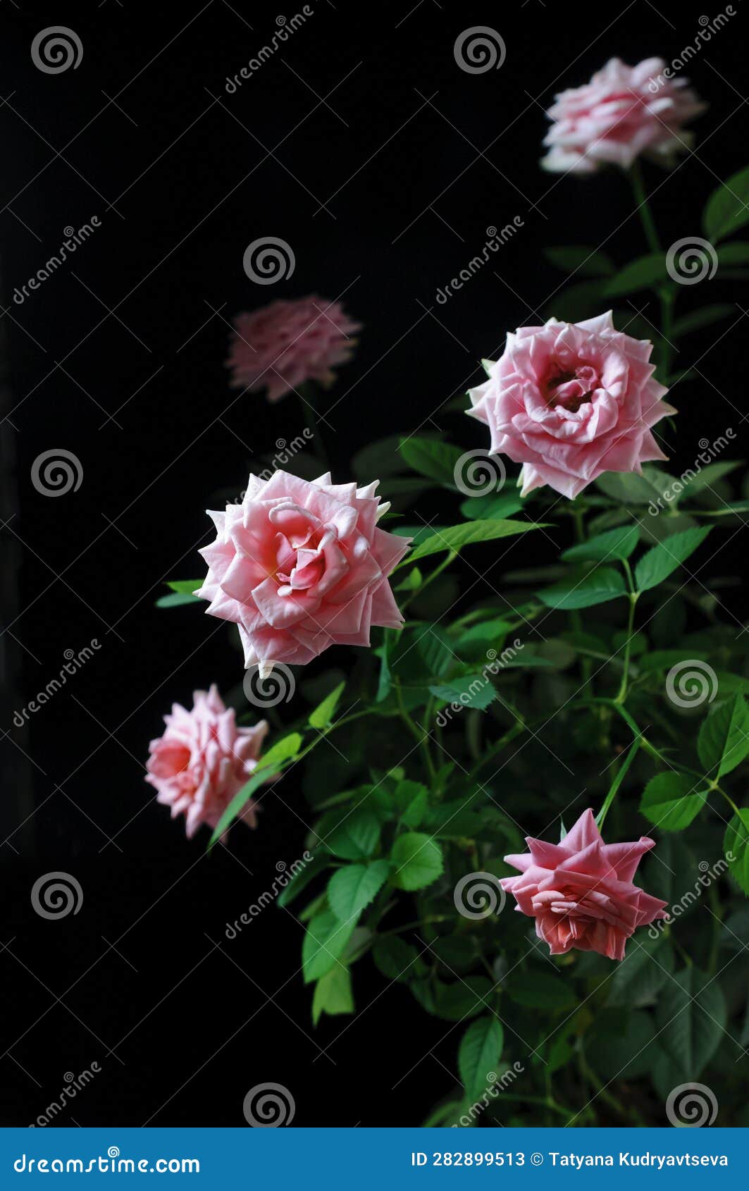 Many Pink Rose Flowers on Dark Background Stock Image Image of dark