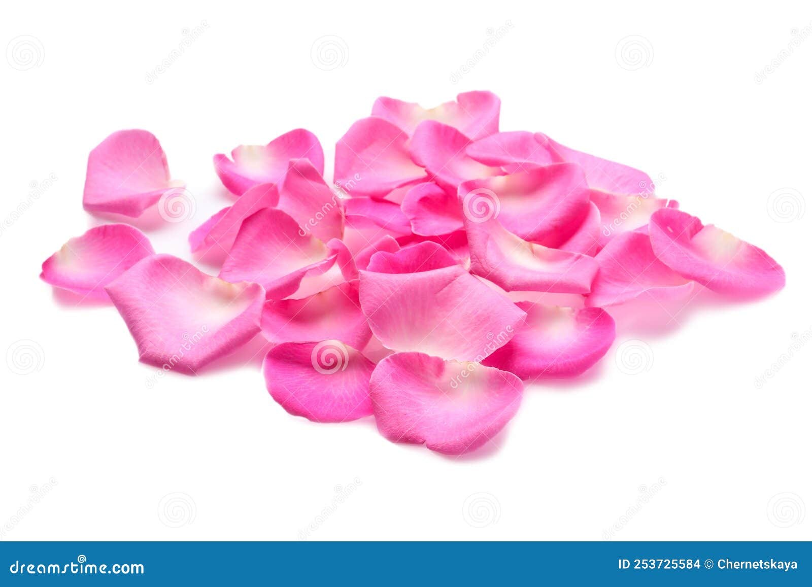 Many Pink Rose Petals on White Background Stock Photo Image of