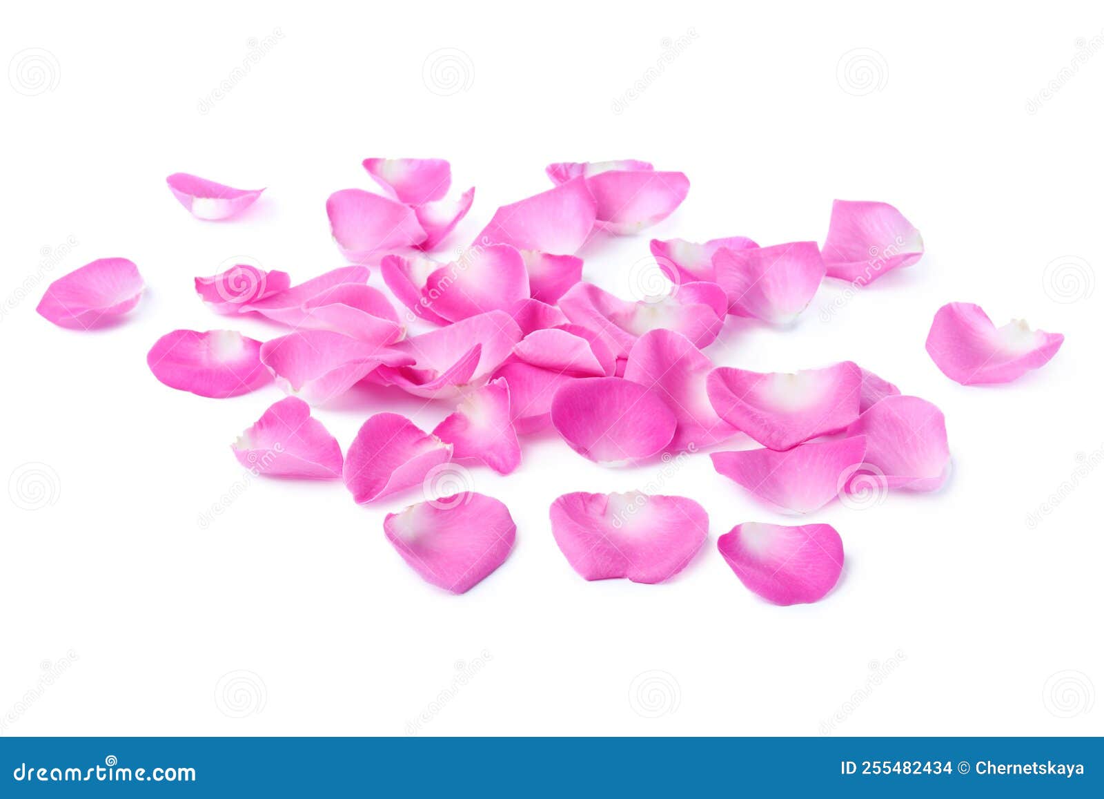 Many Pink Rose Petals on White Background Stock Photo Image of group