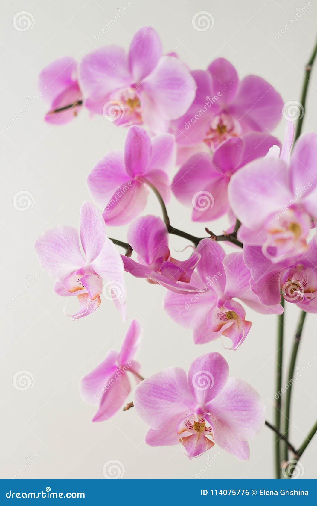 Pink Orchid Phalaenopsis on a Light Background. Flowering Orchids. Stock  Photo - Image of closeup, macro: 114075776