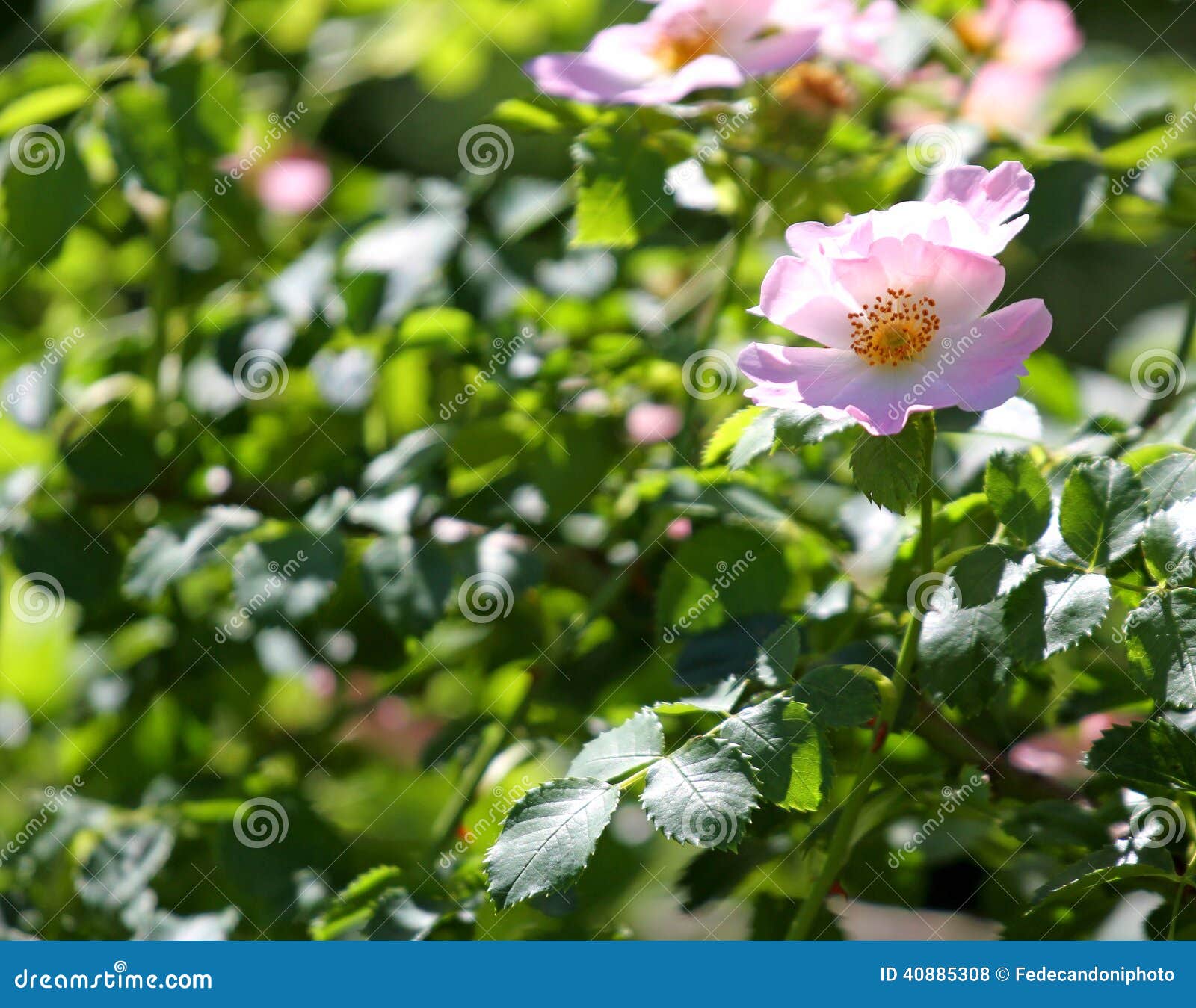 Many Pink Wild ROSES in a Bush of Thorns in Spring Stock Photo Image