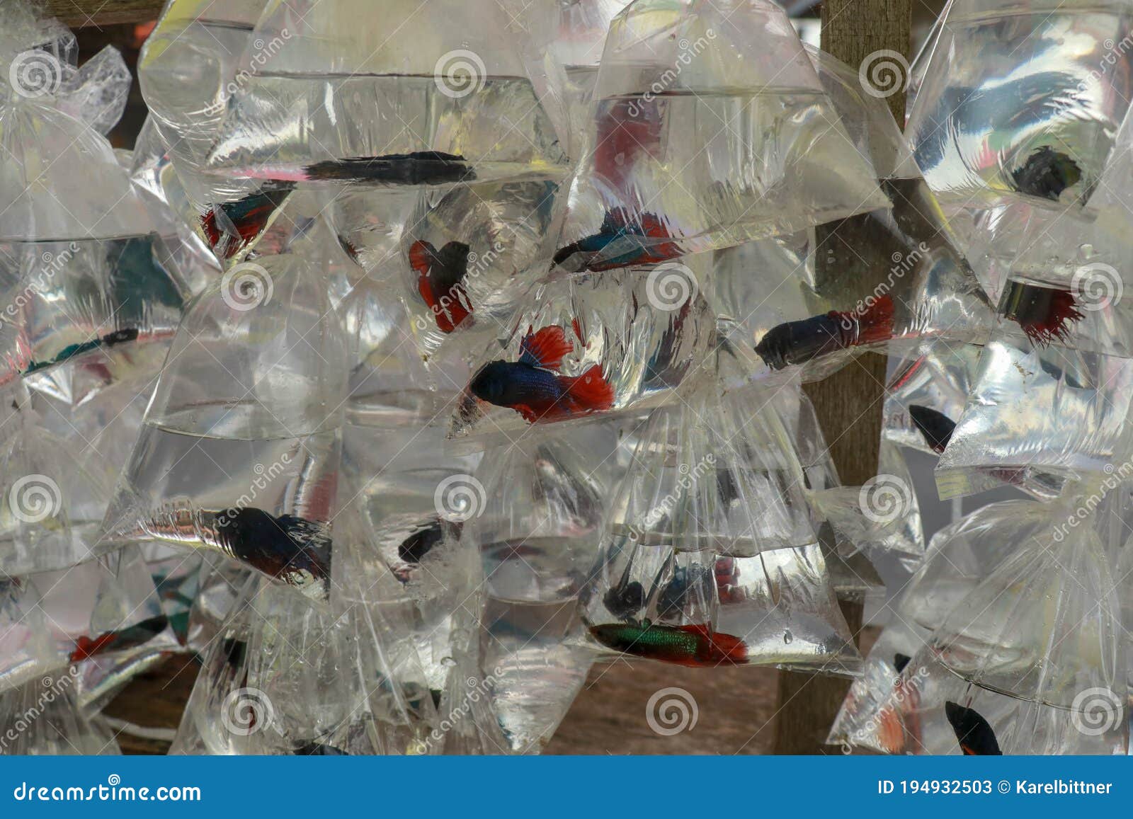 Many Plastic Bag of Fish for Sell on Shopping Street. Small Siamese Fighting  Fish, Betta Splendens in Plastic Bag Stock Image - Image of hobbies,  colorful: 194932503