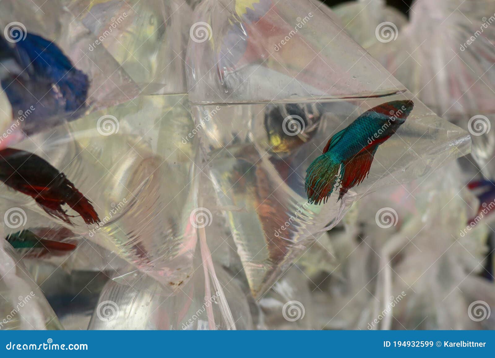 Many Plastic Bag of Fish for Sell on Shopping Street. Small