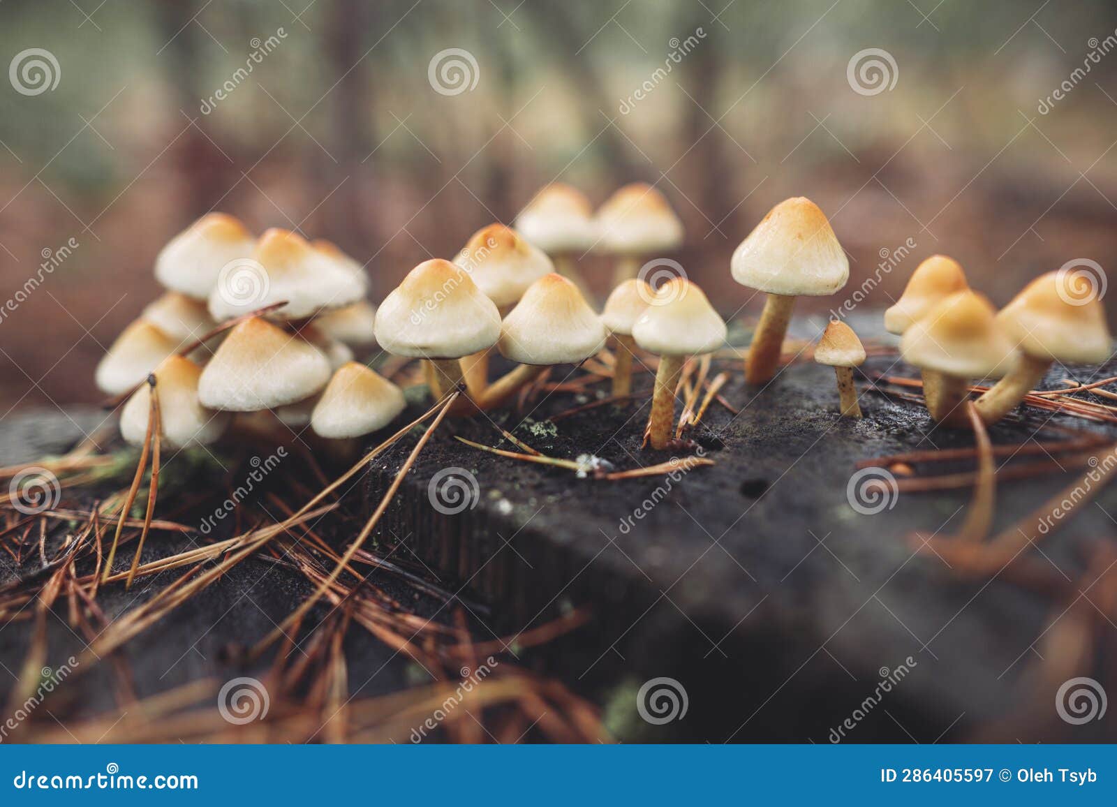 Many Poisonous Mushrooms Grow on Tree Stumps Stock Image Image of