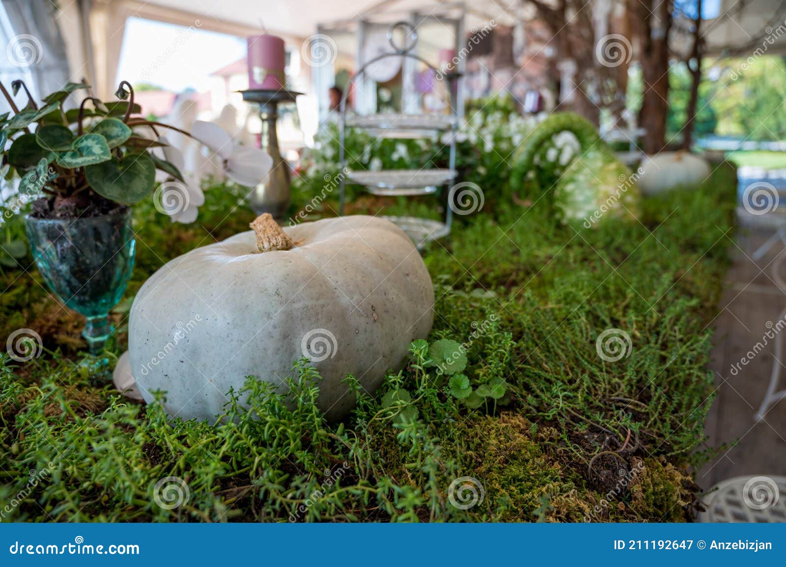 many pumpinks on display made of table with plants growing from it.
