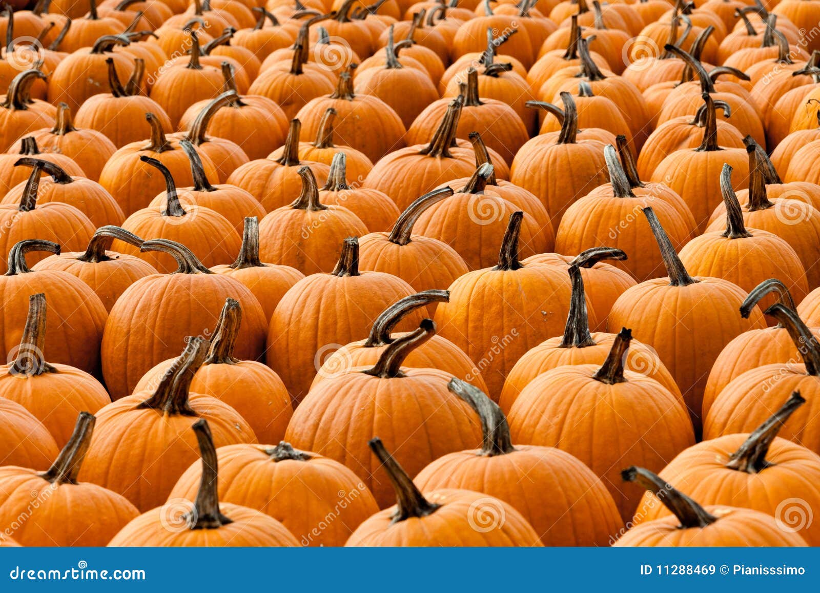 many-pumpkins-royalty-free-stock-images-image-11288469