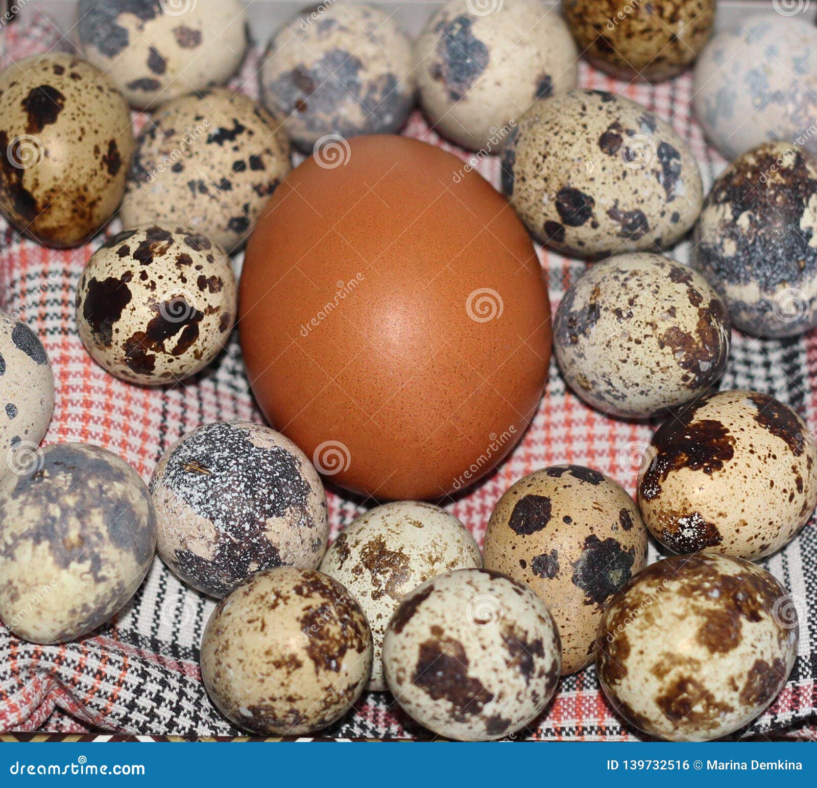 Many Quail Eggs and One Brown Chicken Stock Photo Image of diet
