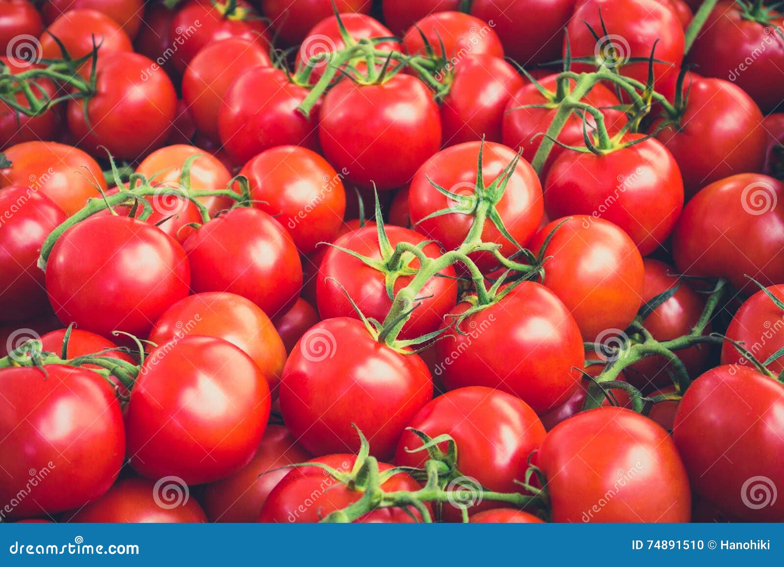Many Raw Tomatoes, Tomato Background Stock Photo Image of tasty