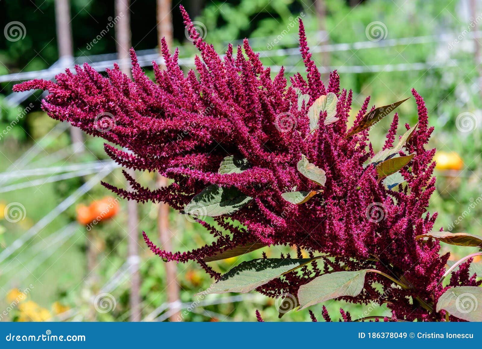 Many Red Flowers Of Amaranth Plant And Small Green Leaves In A Sunny Summer Vegetables Garden Side View Of Healthy Vegan Food Stock Image Image Of Leaves Outside