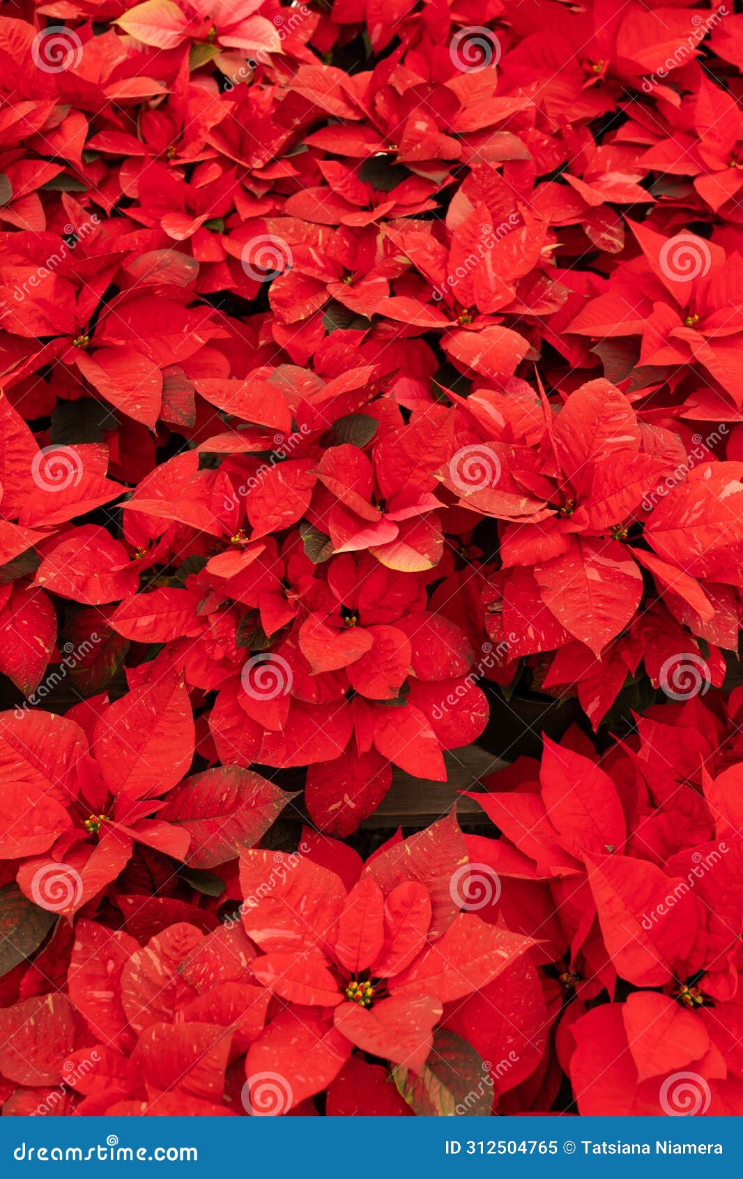 many red freedom jingle bells poinsettia flower, with star-d red leaves, christmas